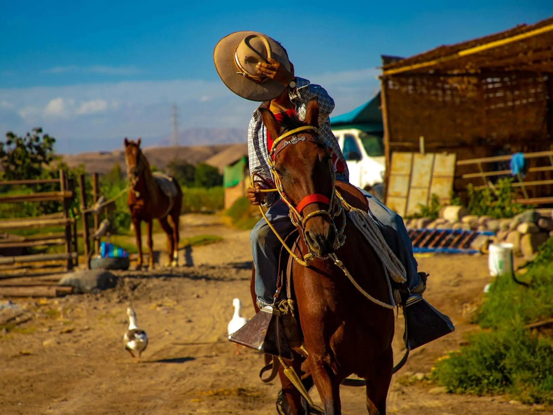 Peruvian Paso Horse