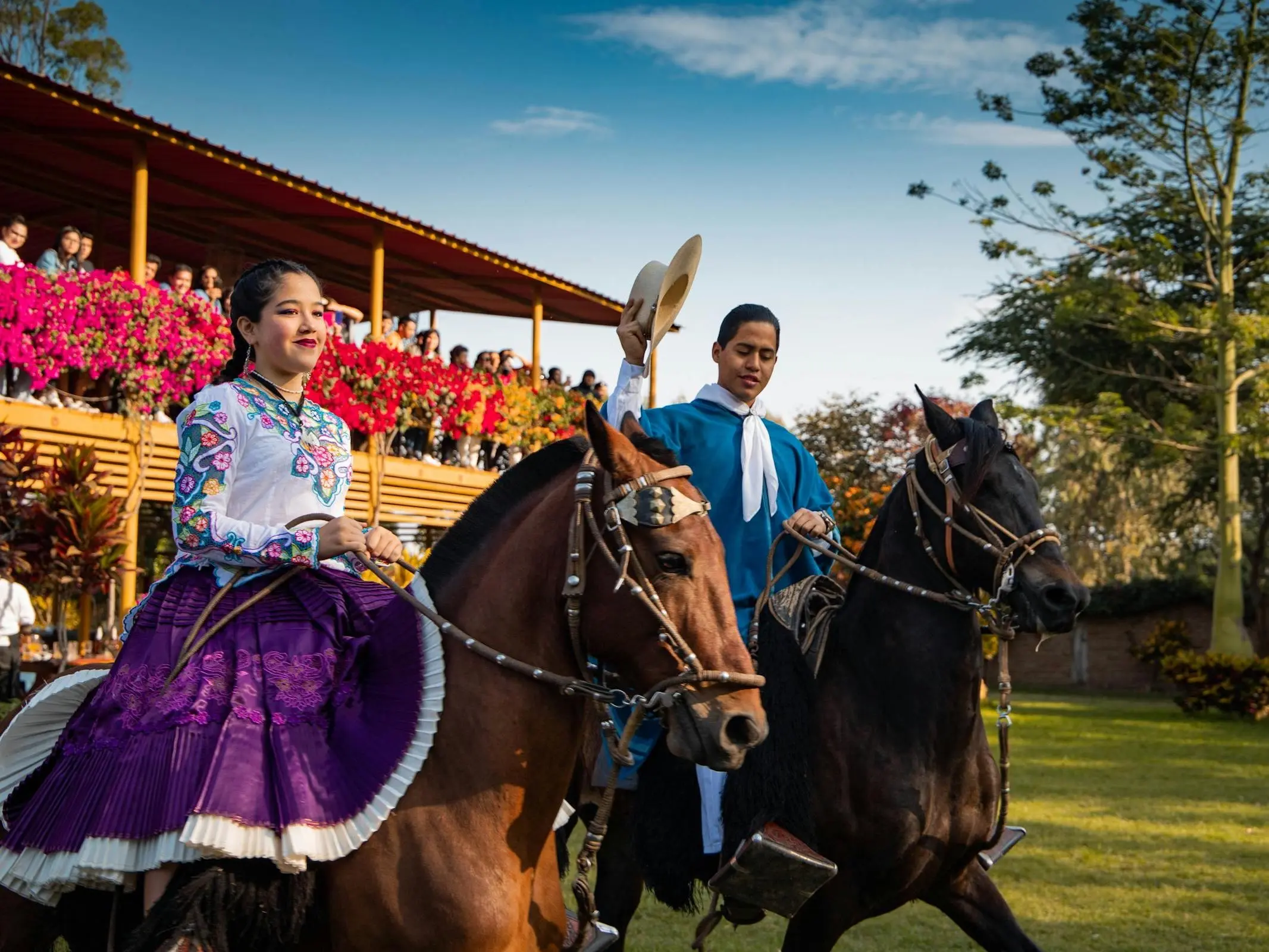 Peruvian Paso Horse