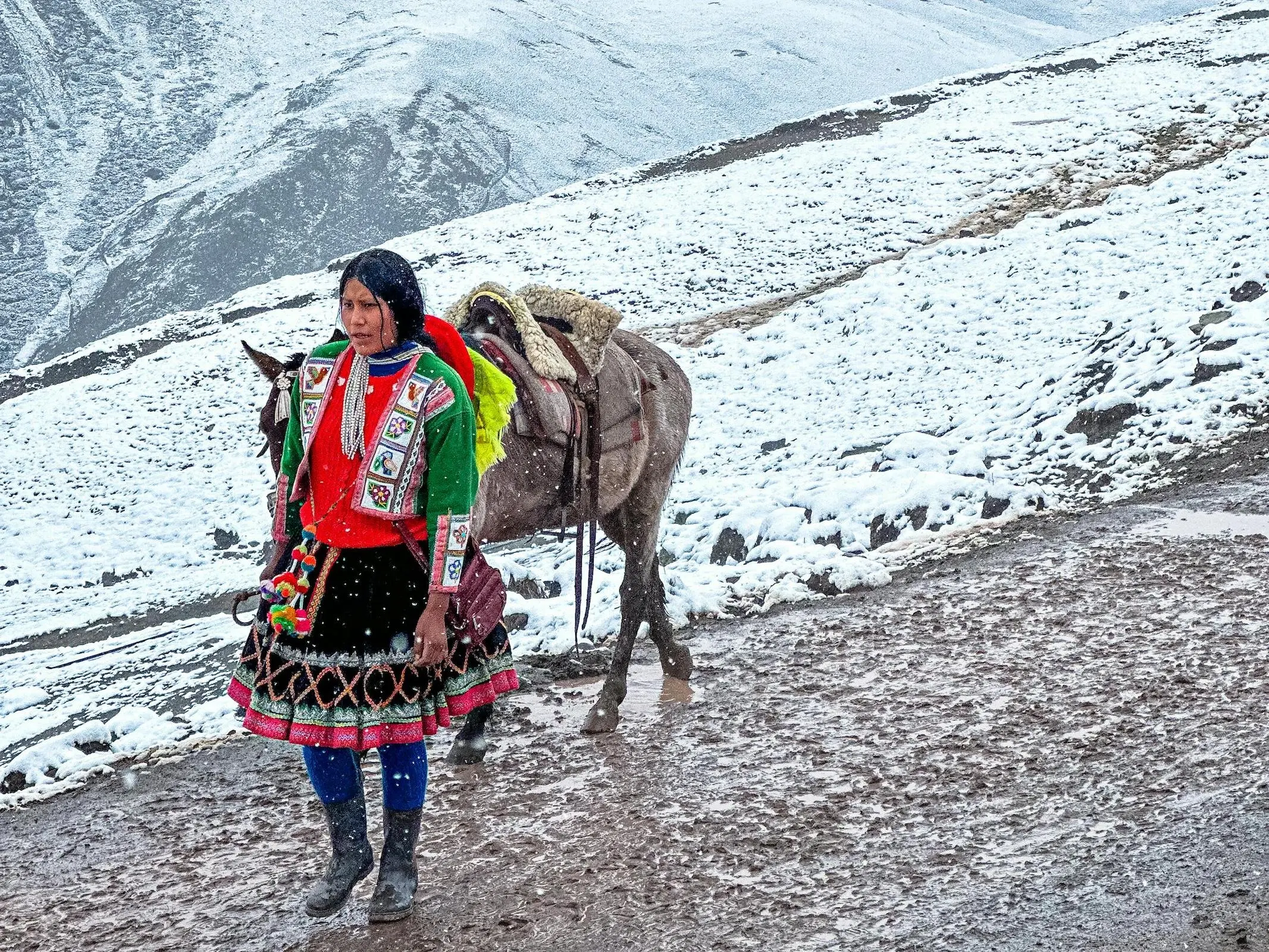 Peruvian Paso Horse