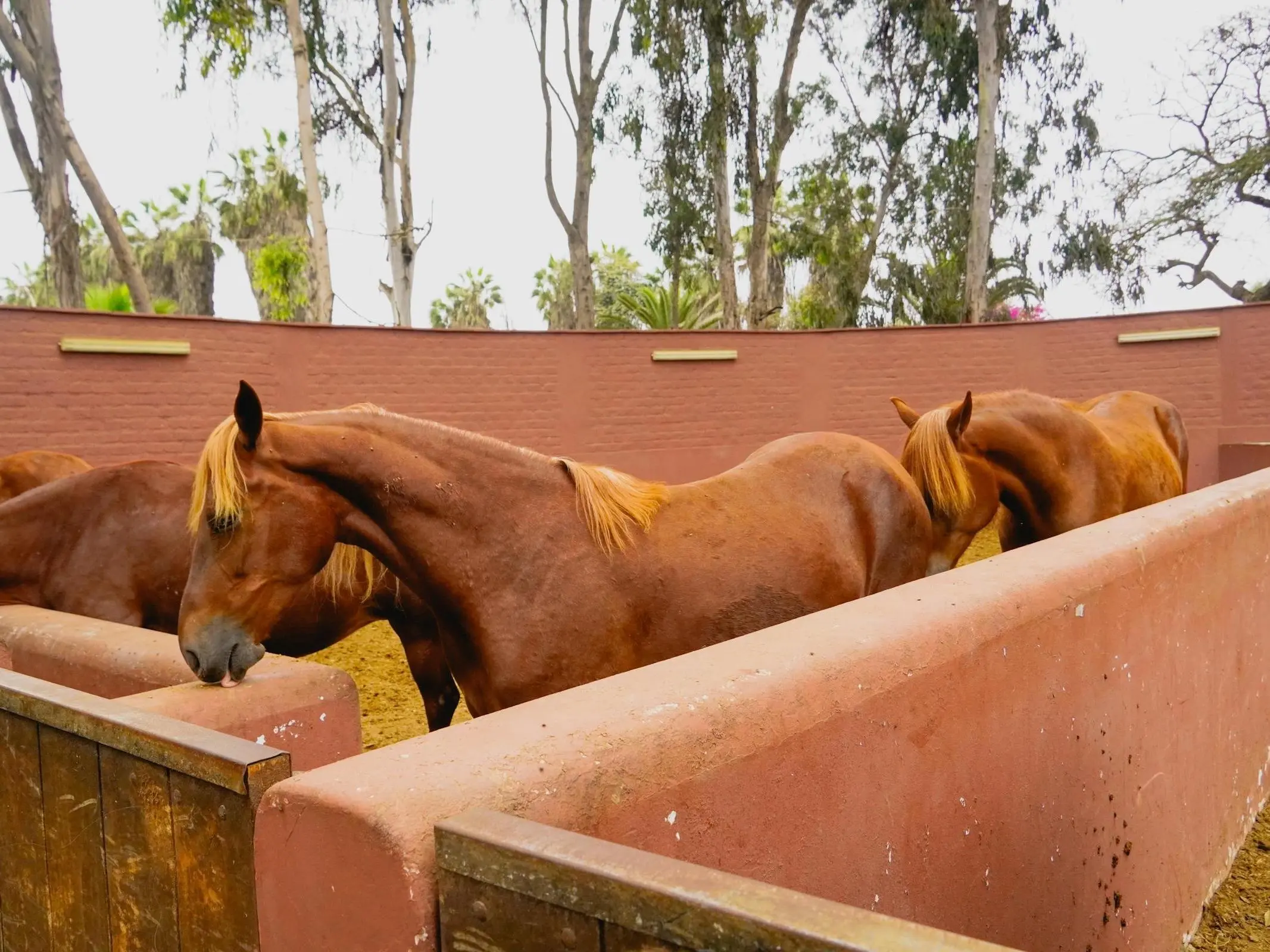 Peruvian Paso Horse