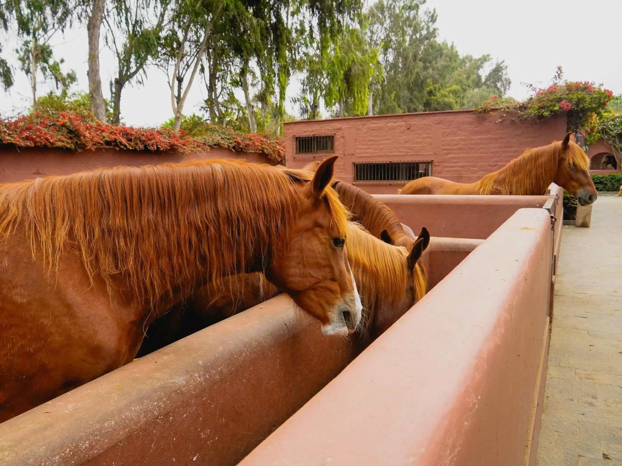 Peruvian Paso Horse