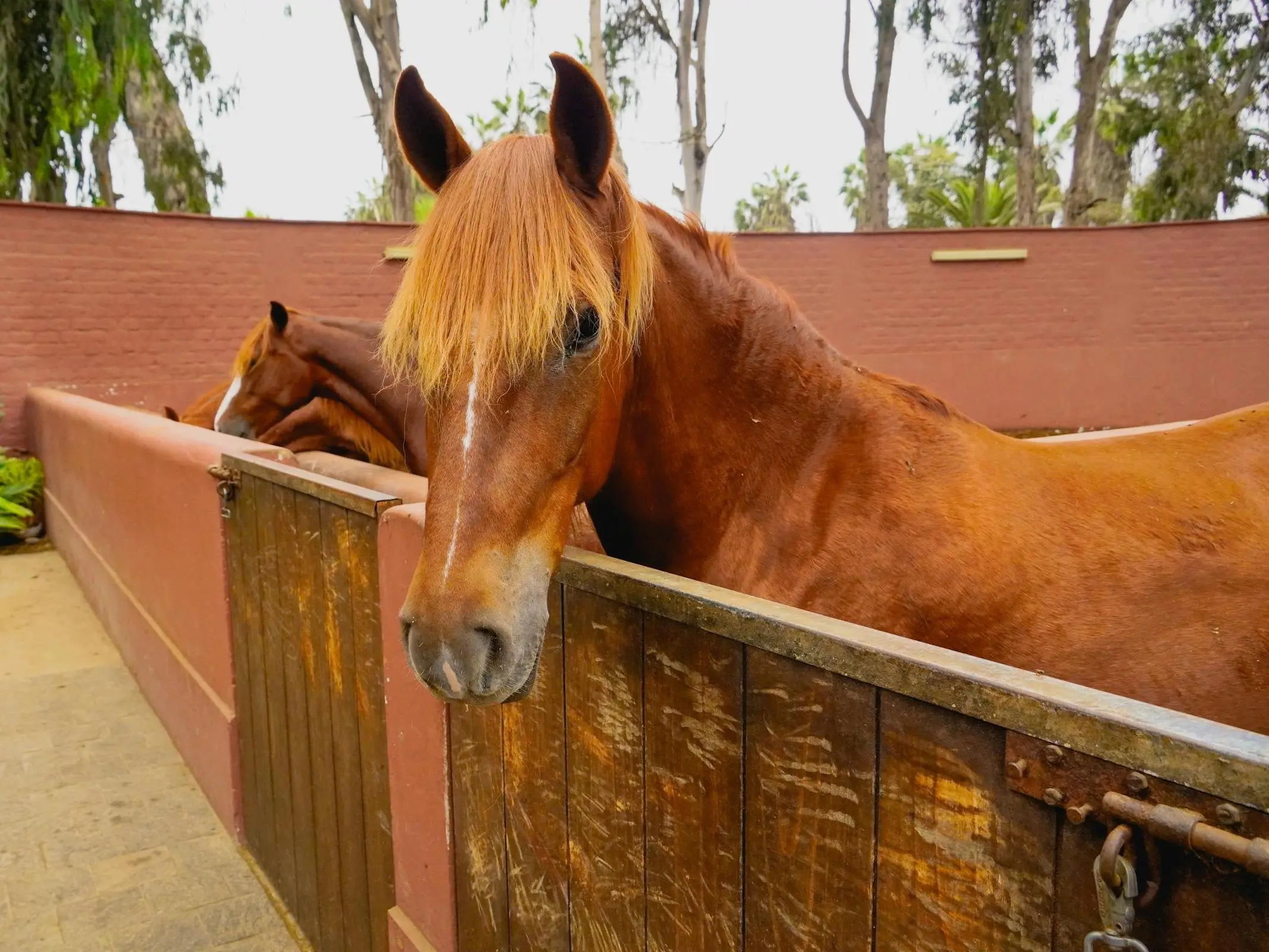 Peruvian Paso Horse