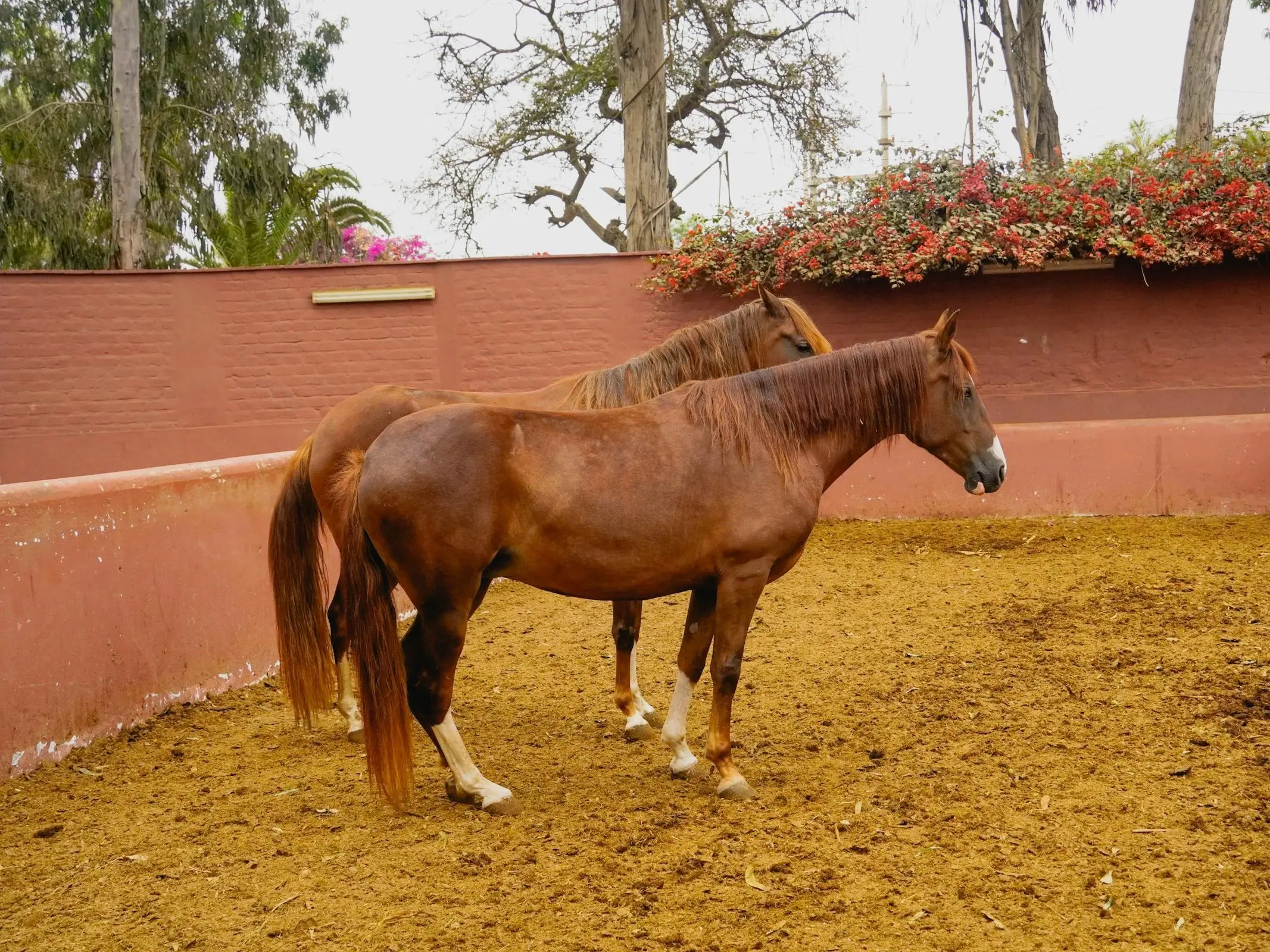 Peruvian Paso