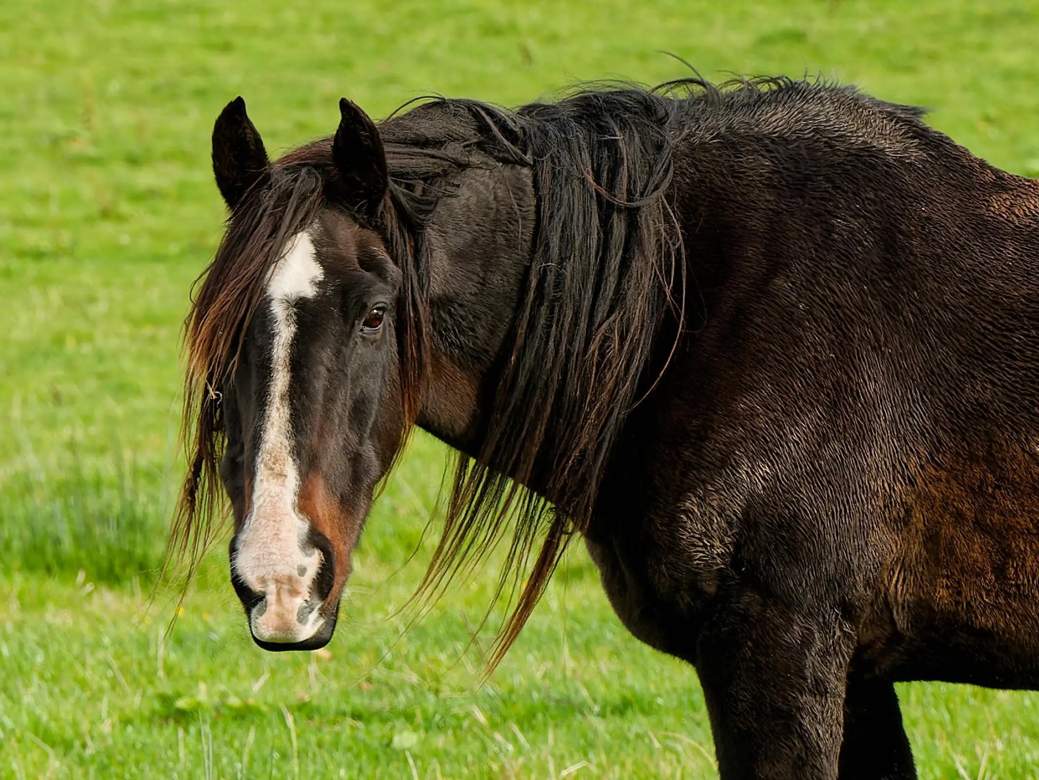 Stock horse image from Pexels