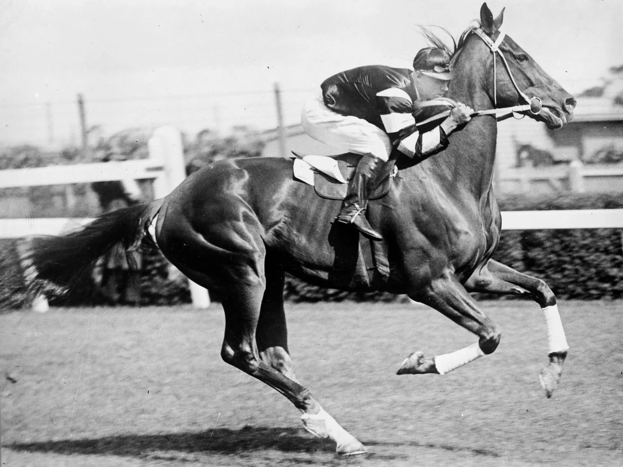 Phar Lap racing