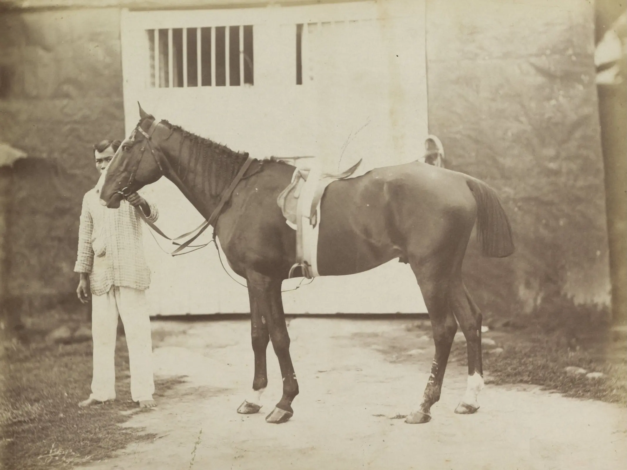 Philippine Race Horse