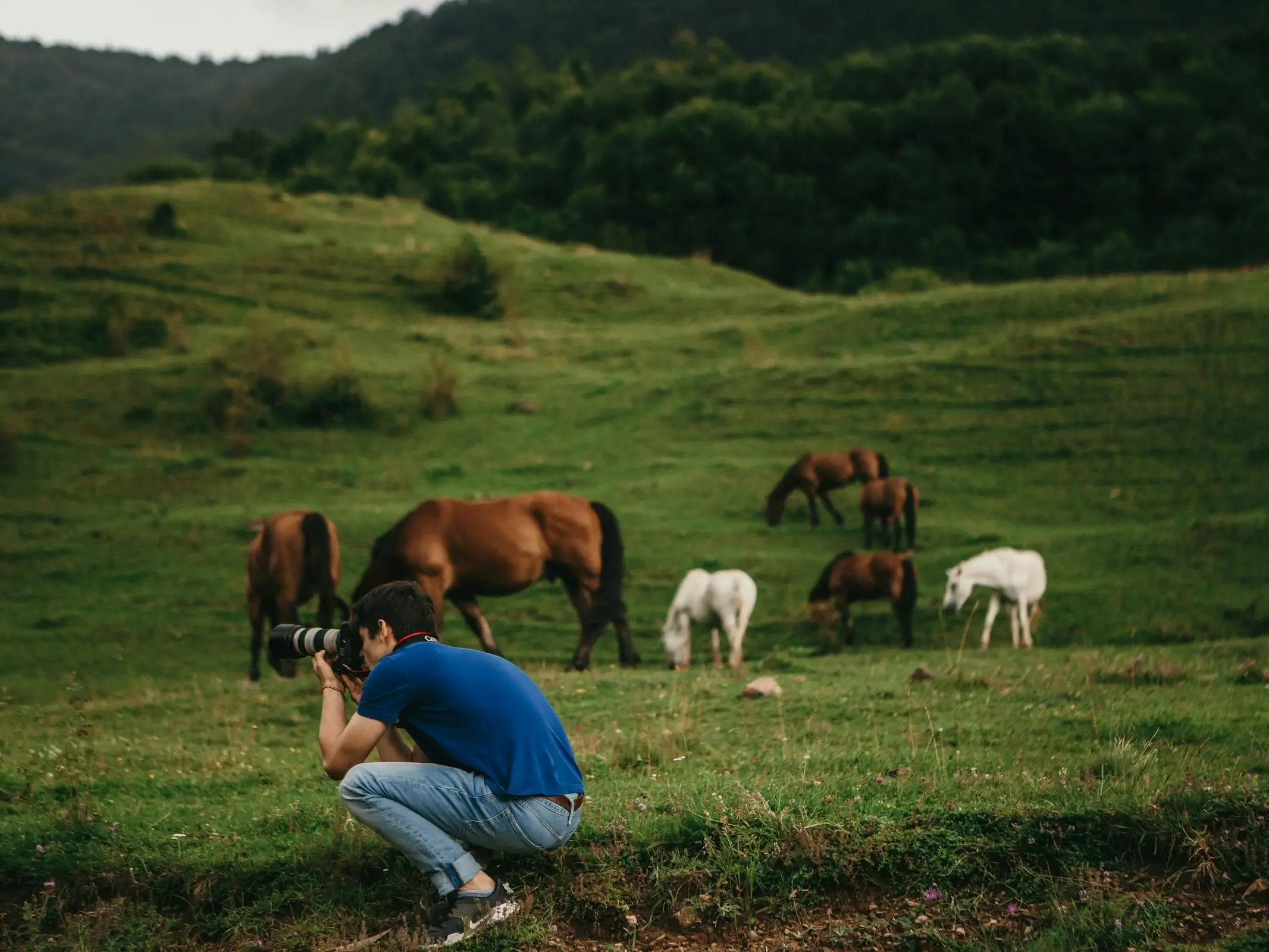 Horse Photographers