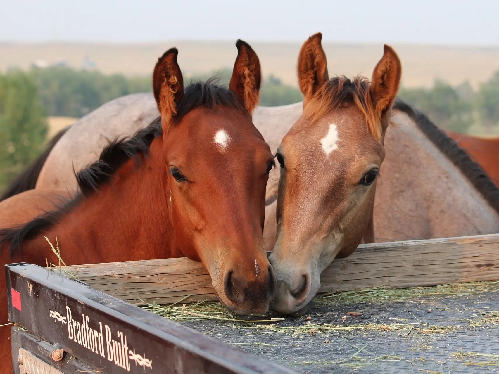 Two young horses with their noses together