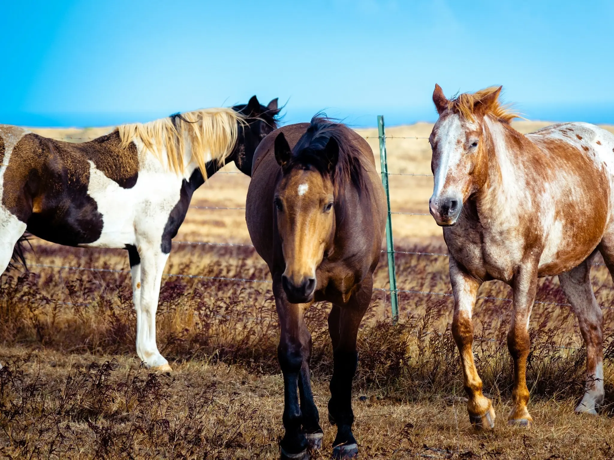 Three horses in a field