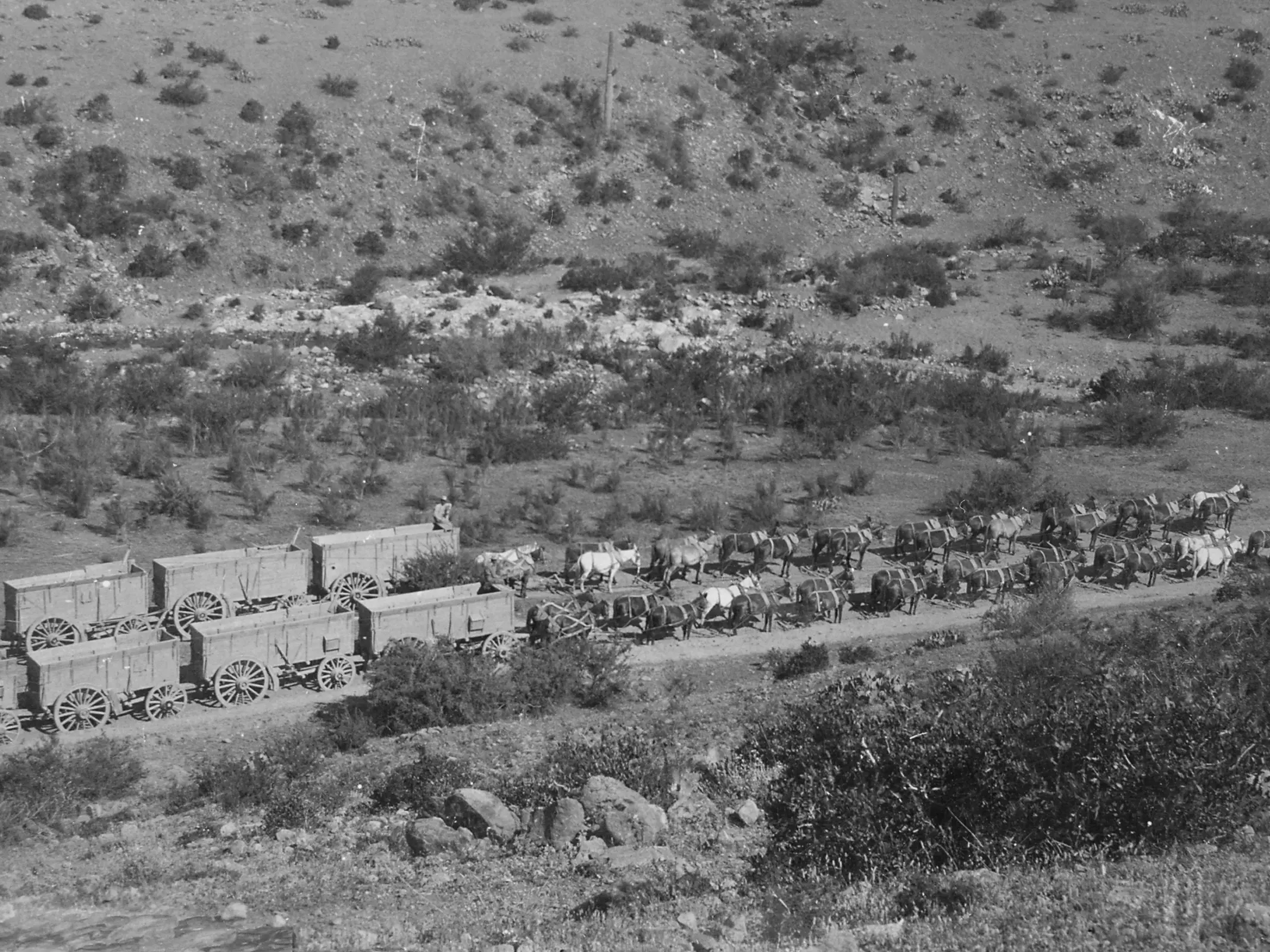 A long line of mules harnessed to strings of huge ore wagons