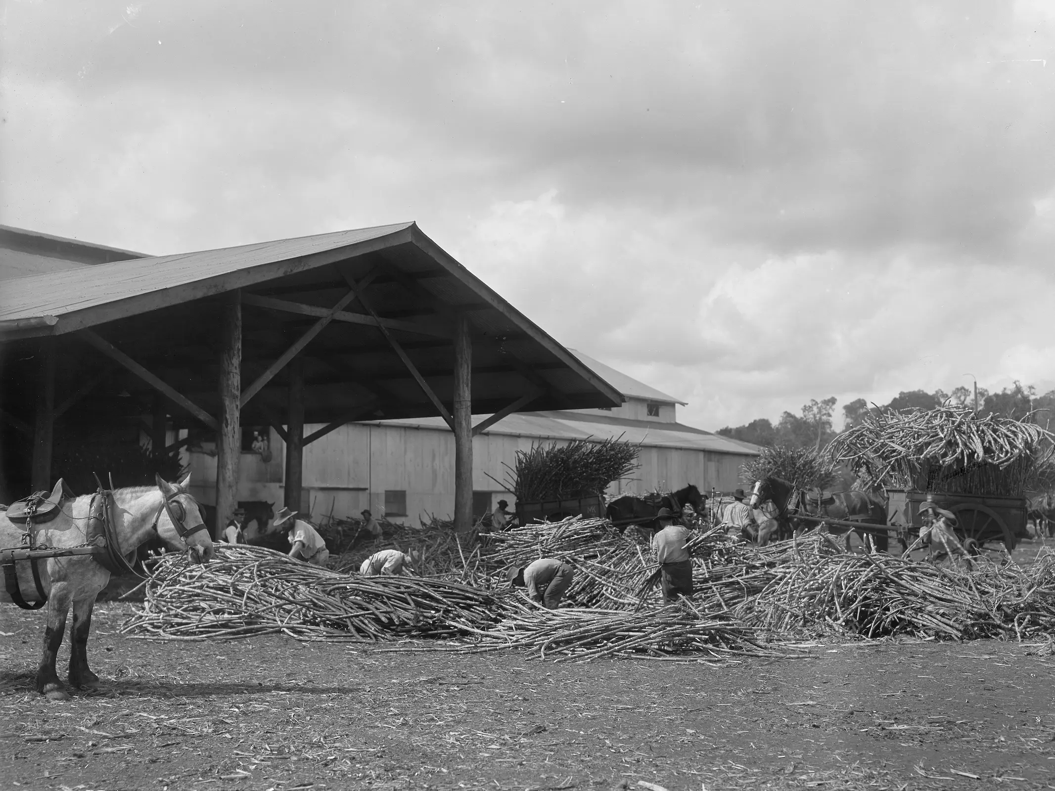 A horse in harness at a sugar cane mill in Australia