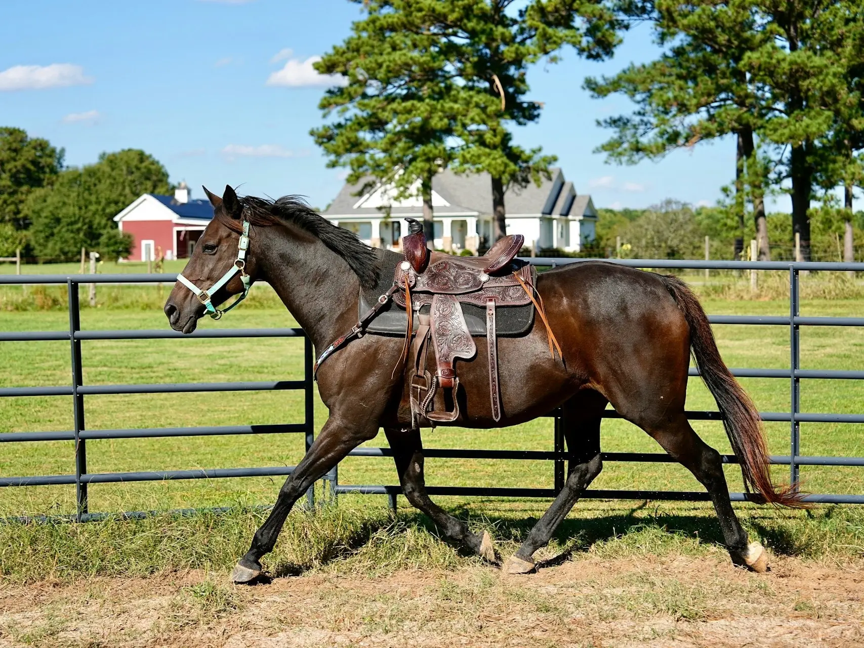 Horse with a saddle trotting in an arena