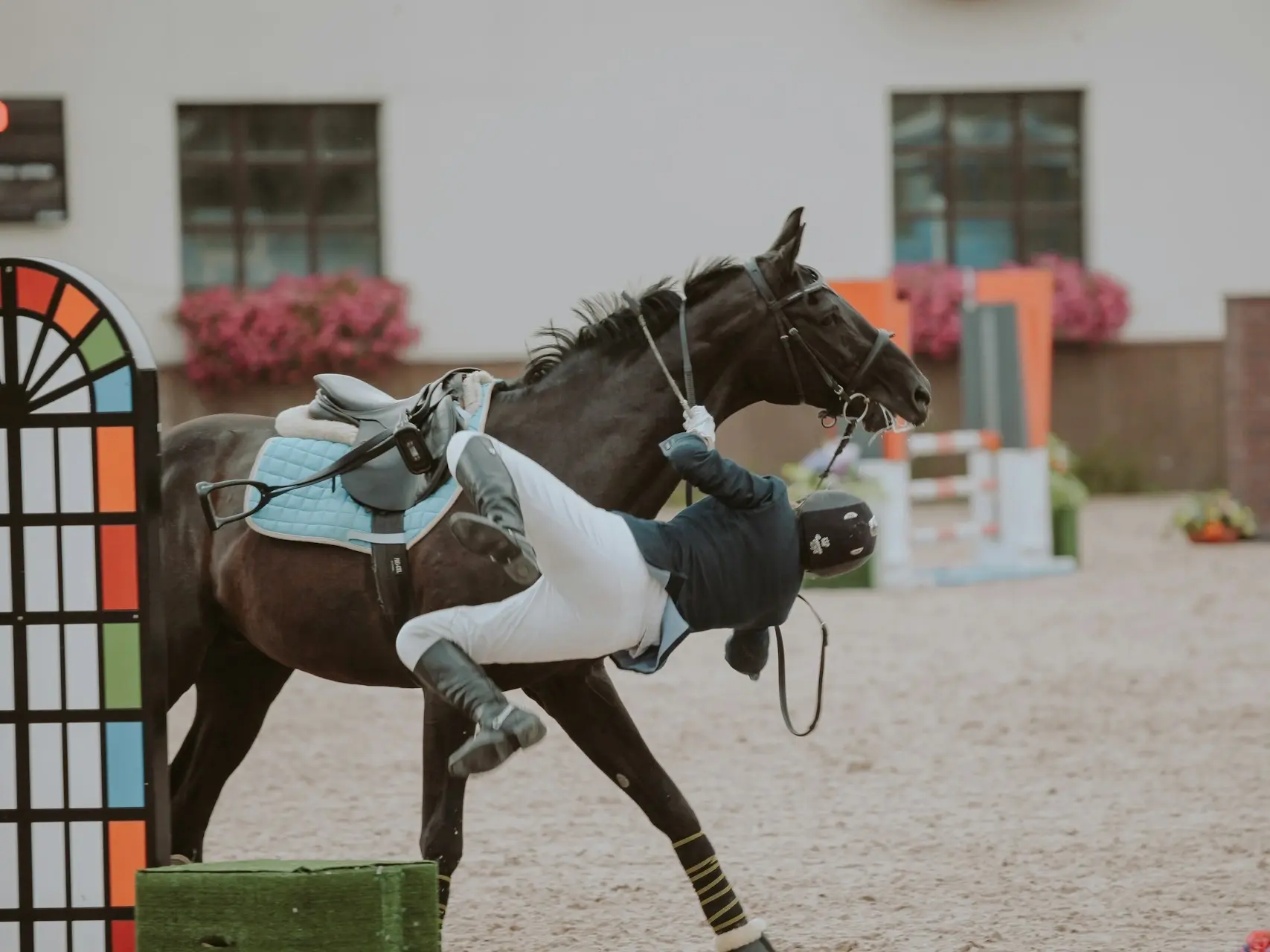 Woman falling off a horse in a jumper arena