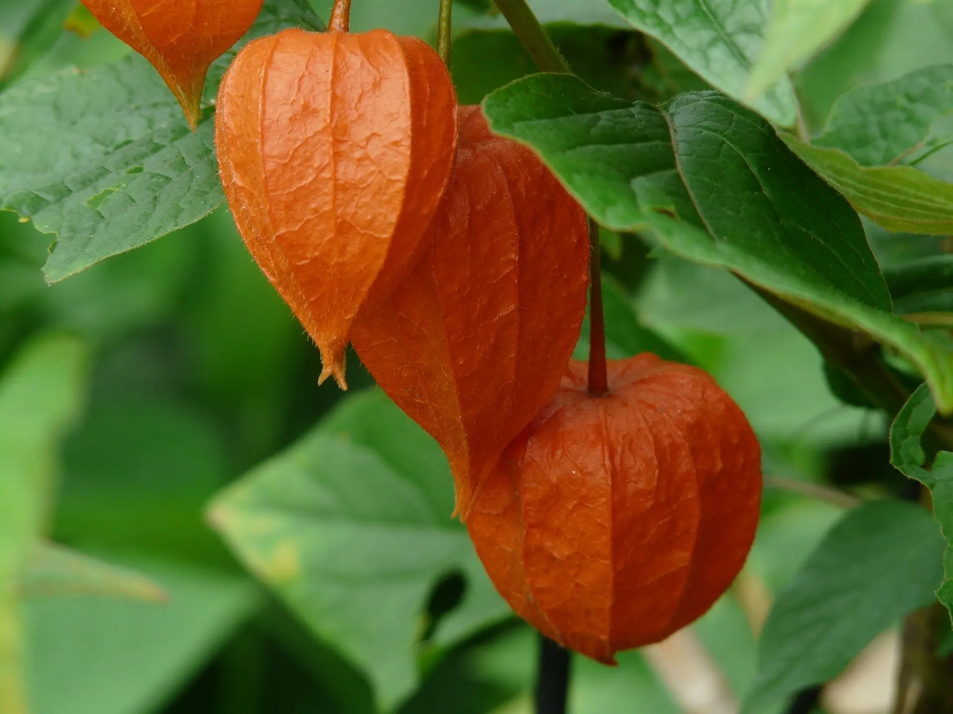 Cape Gooseberry