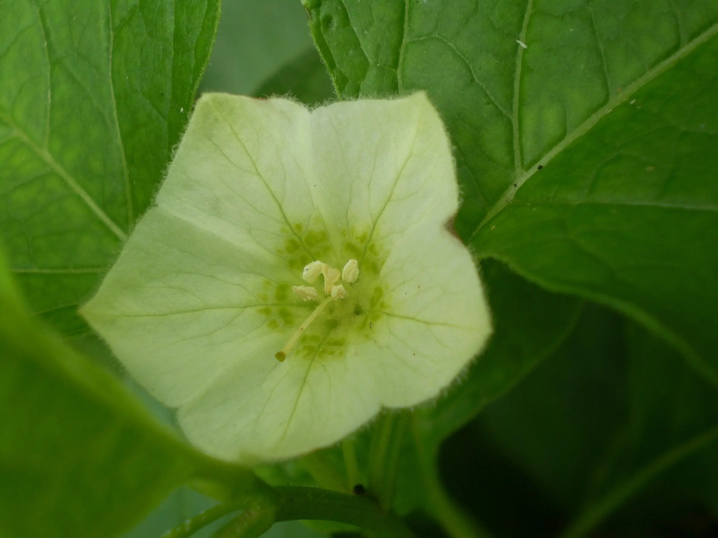 Ground Cherries