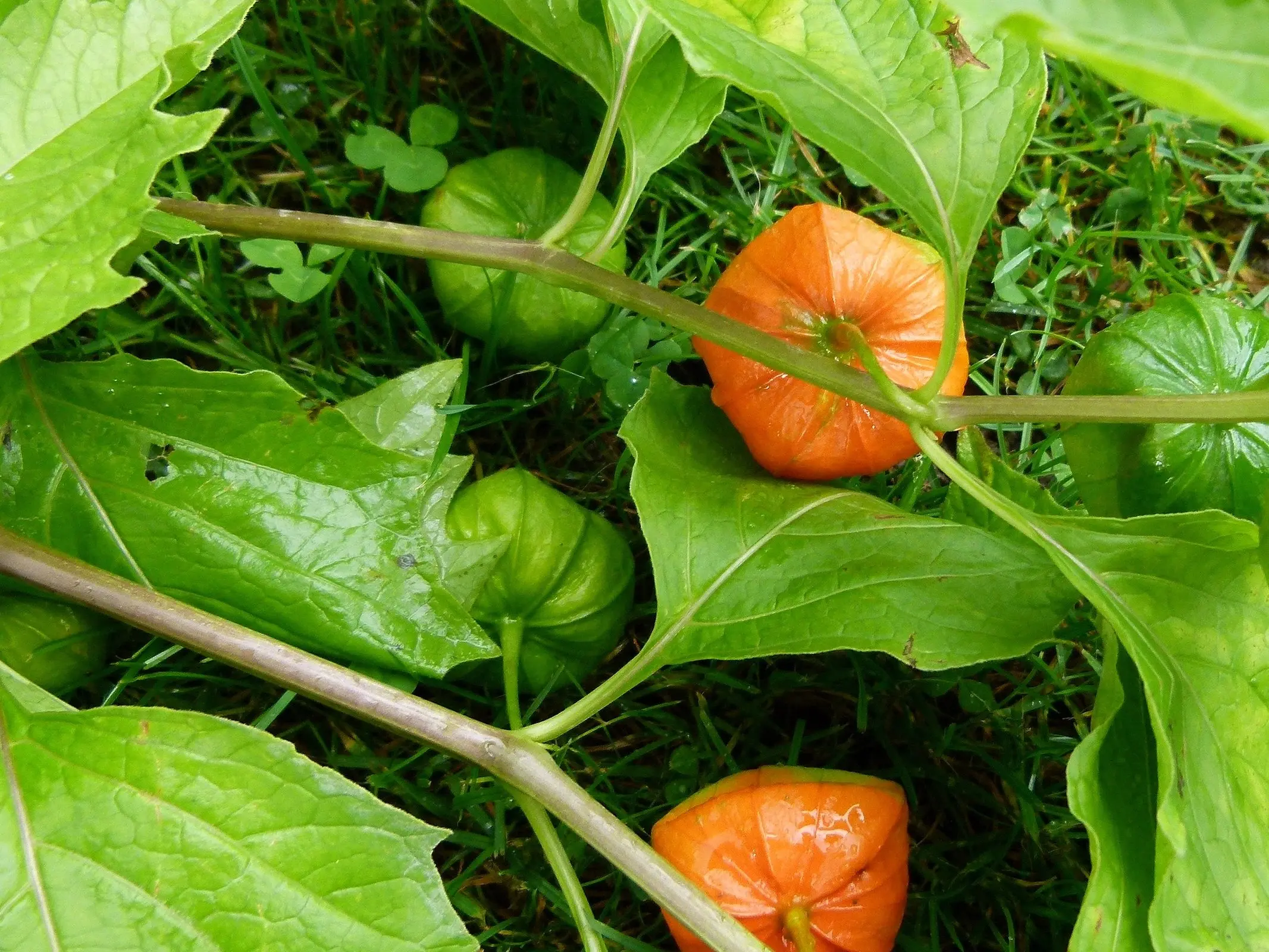 Ground Cherries