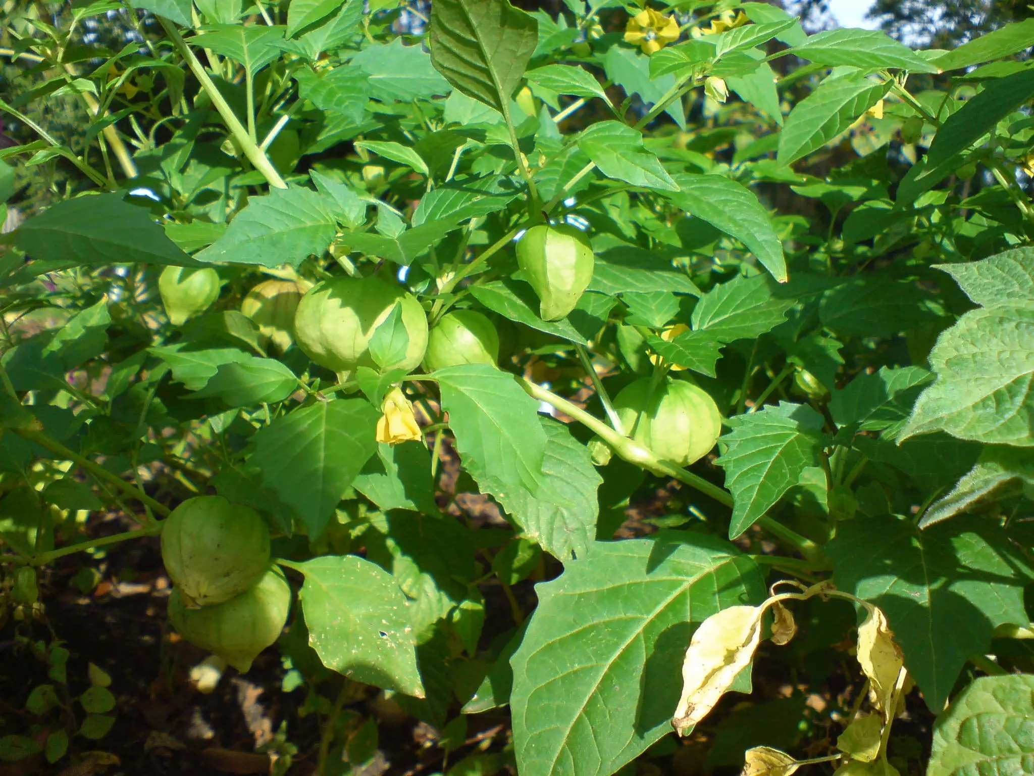 Ground Cherries