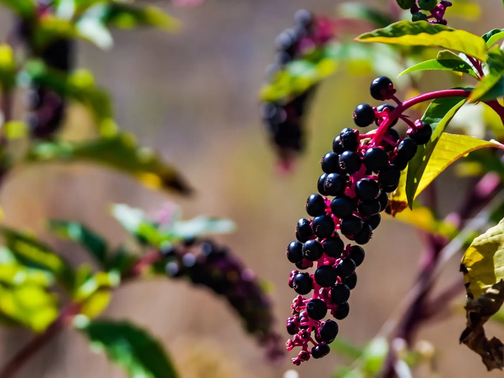 Pokeweed