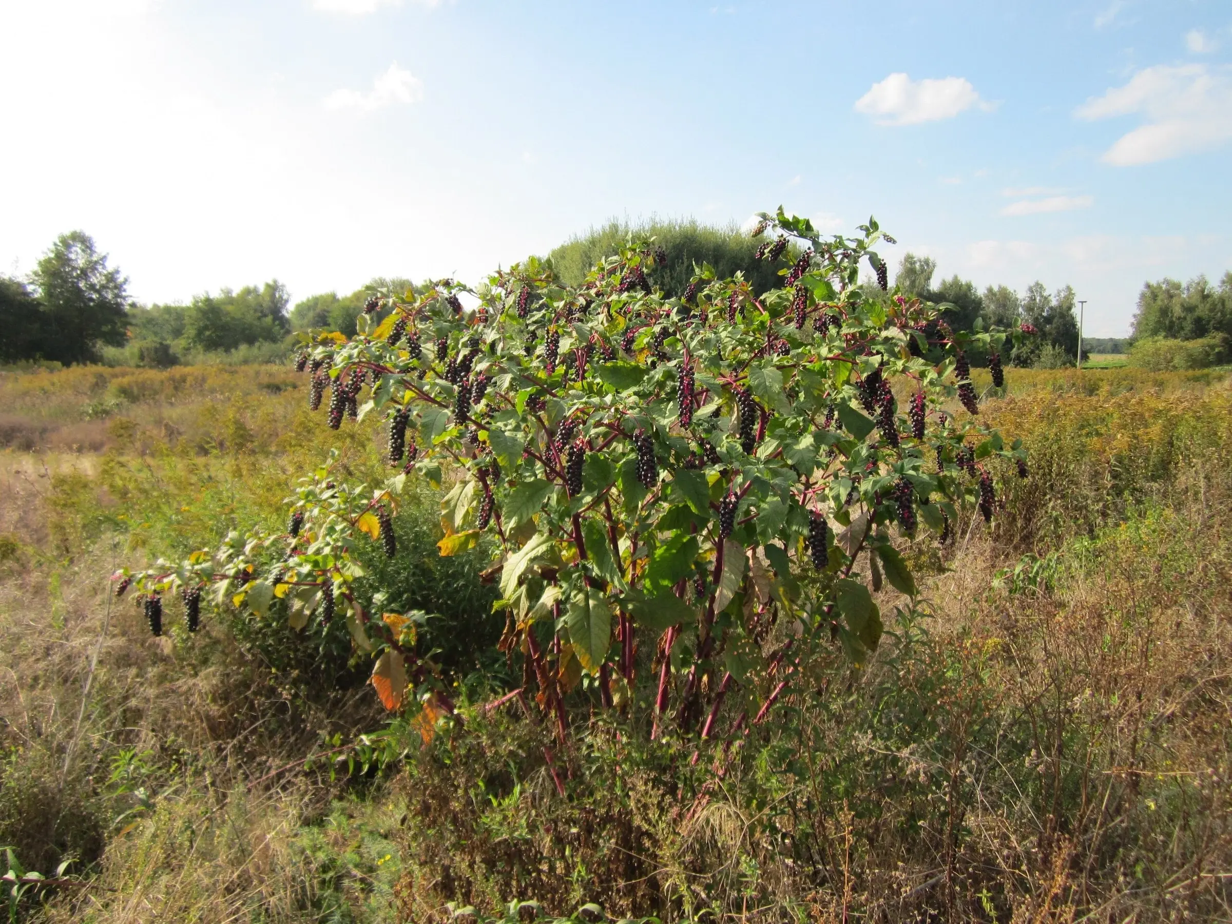 Pokeweed