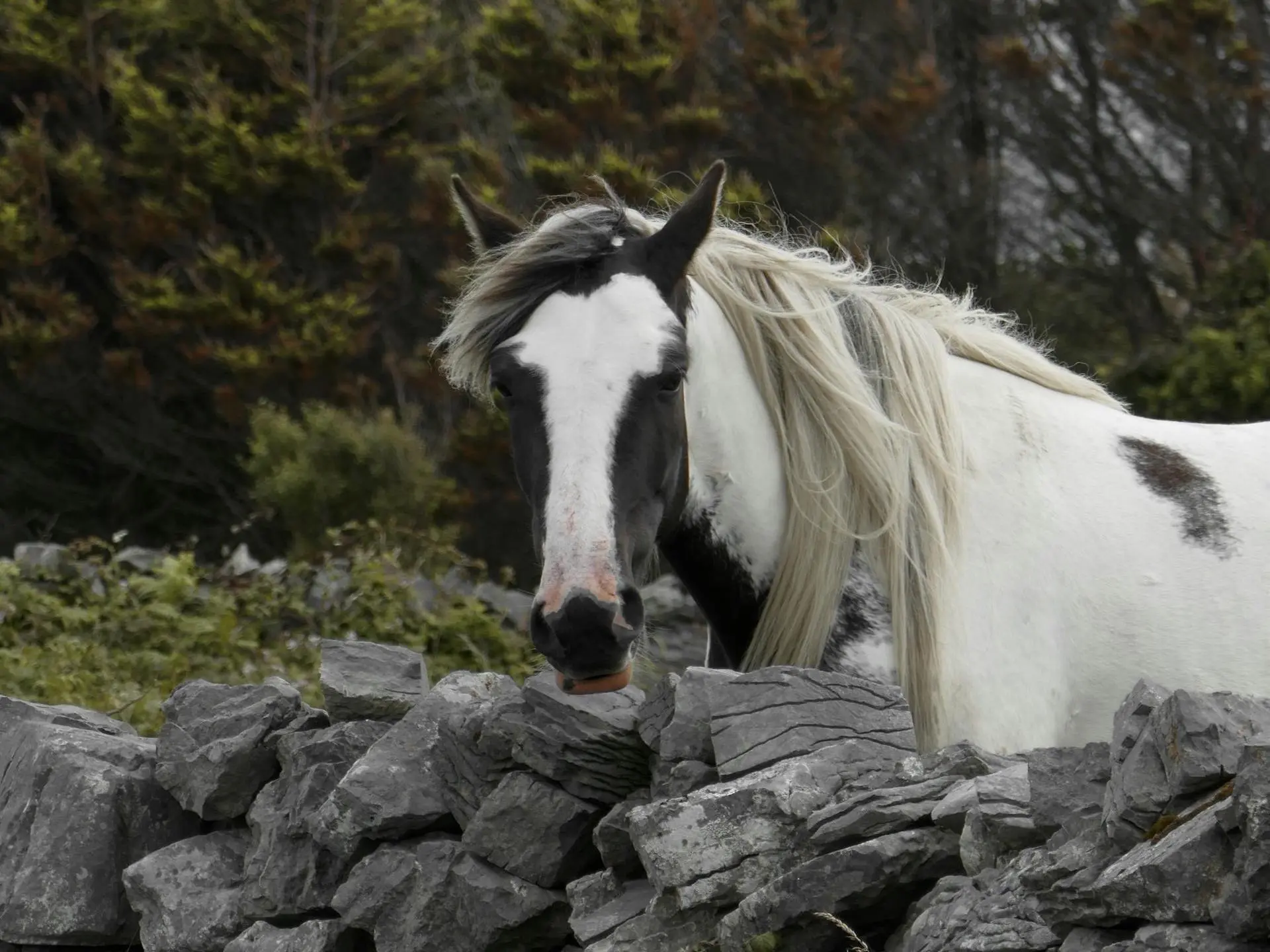 Piebald pinto Horse