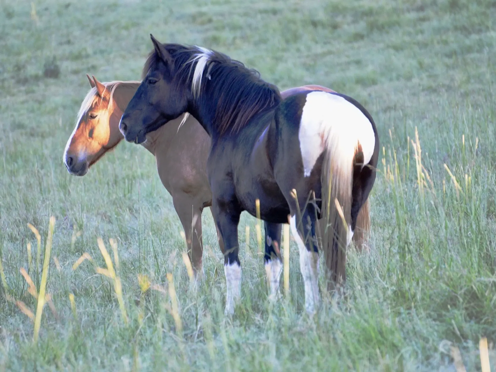 piebald pinto horse