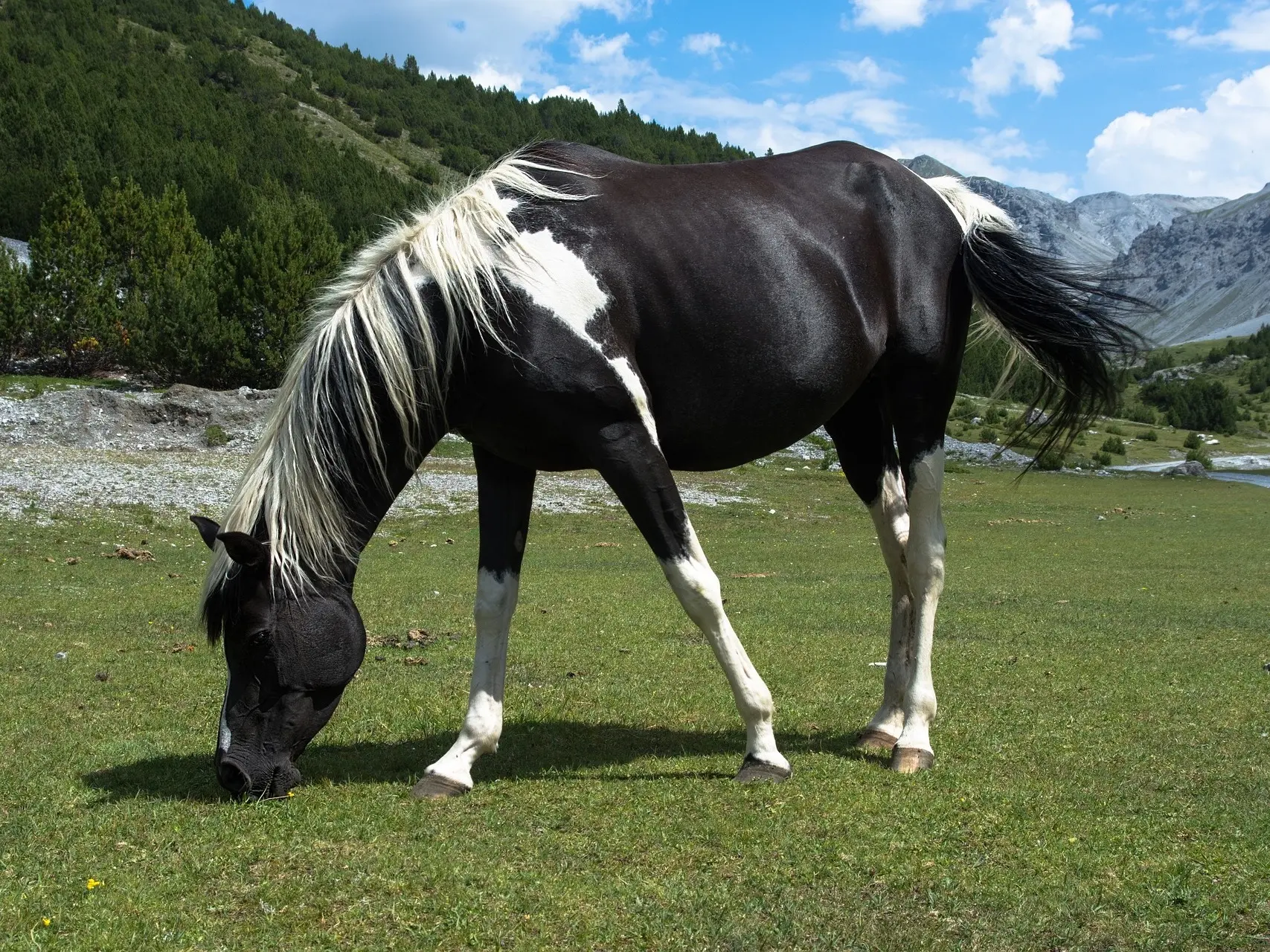 piebald pinto horse