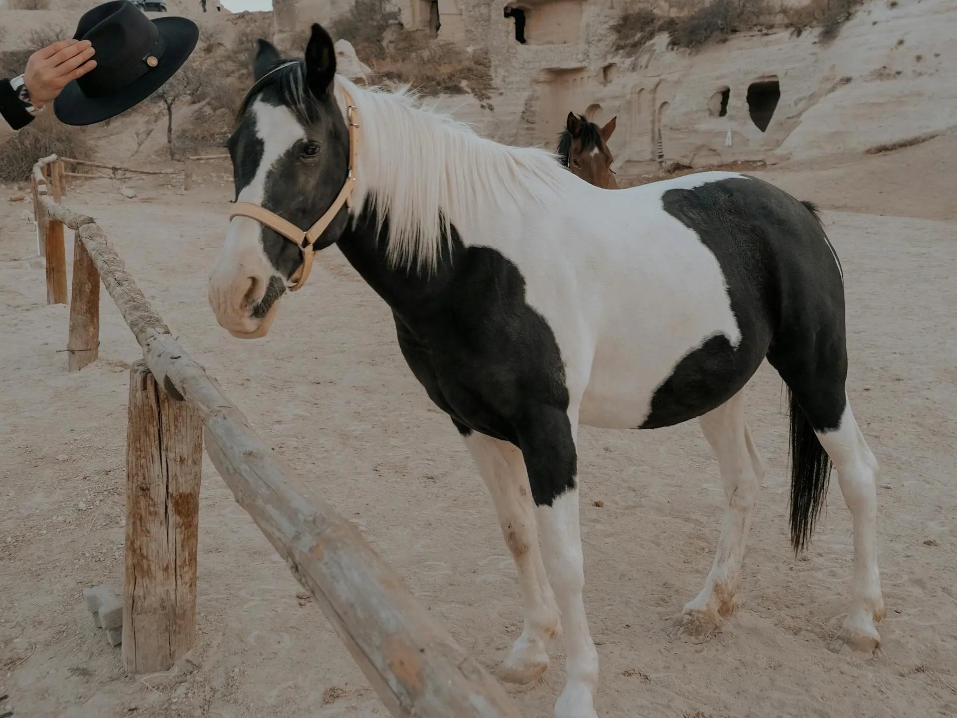 Horse with a chest shield