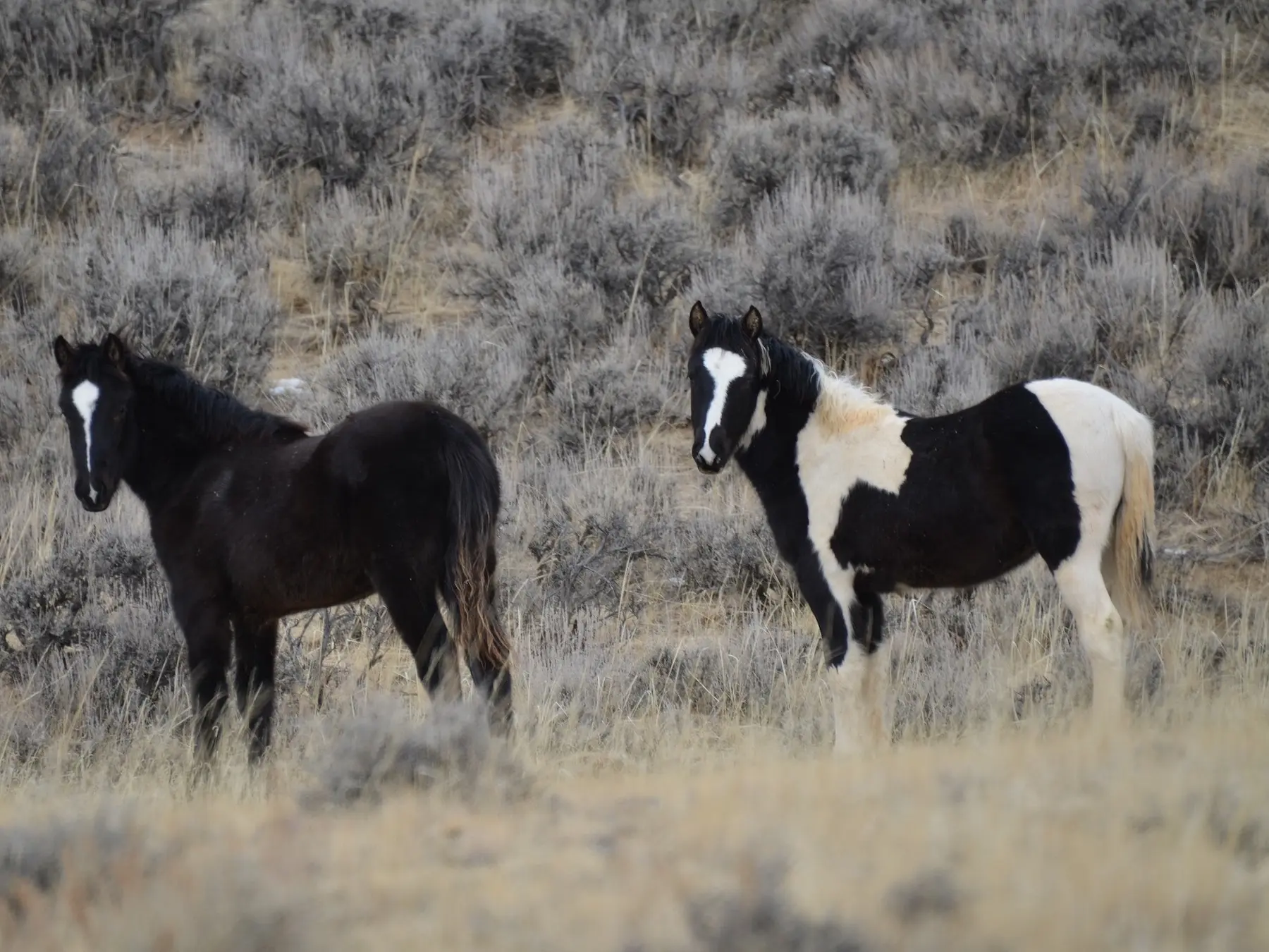 piebald pinto horse