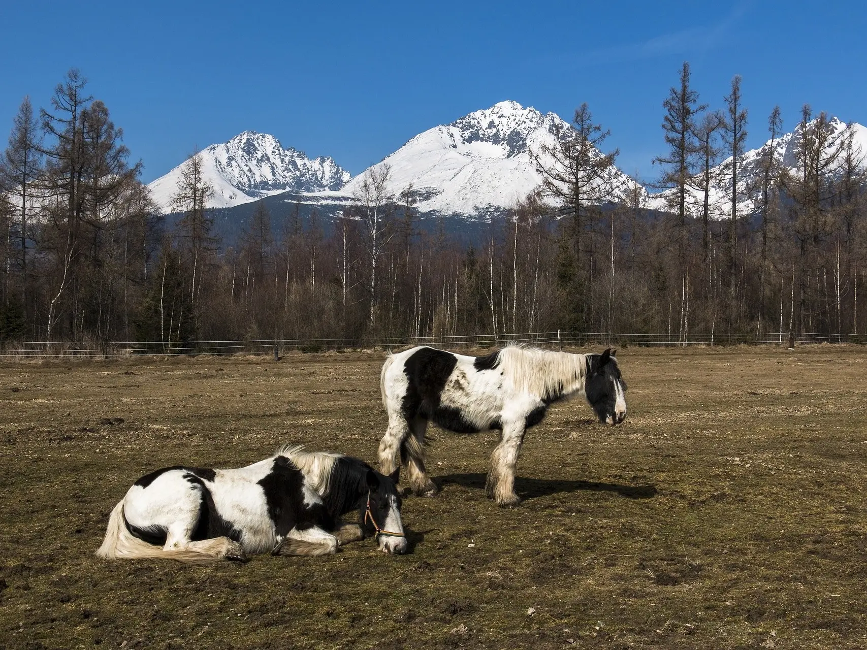 piebald pinto horse