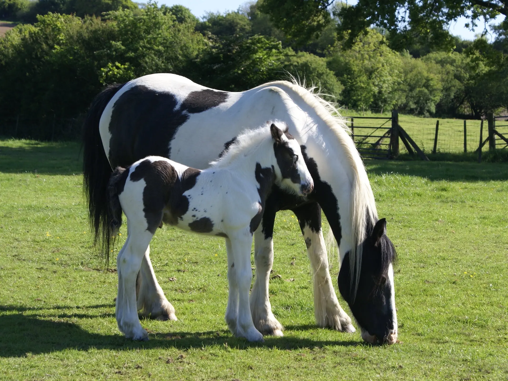 piebald pinto horse