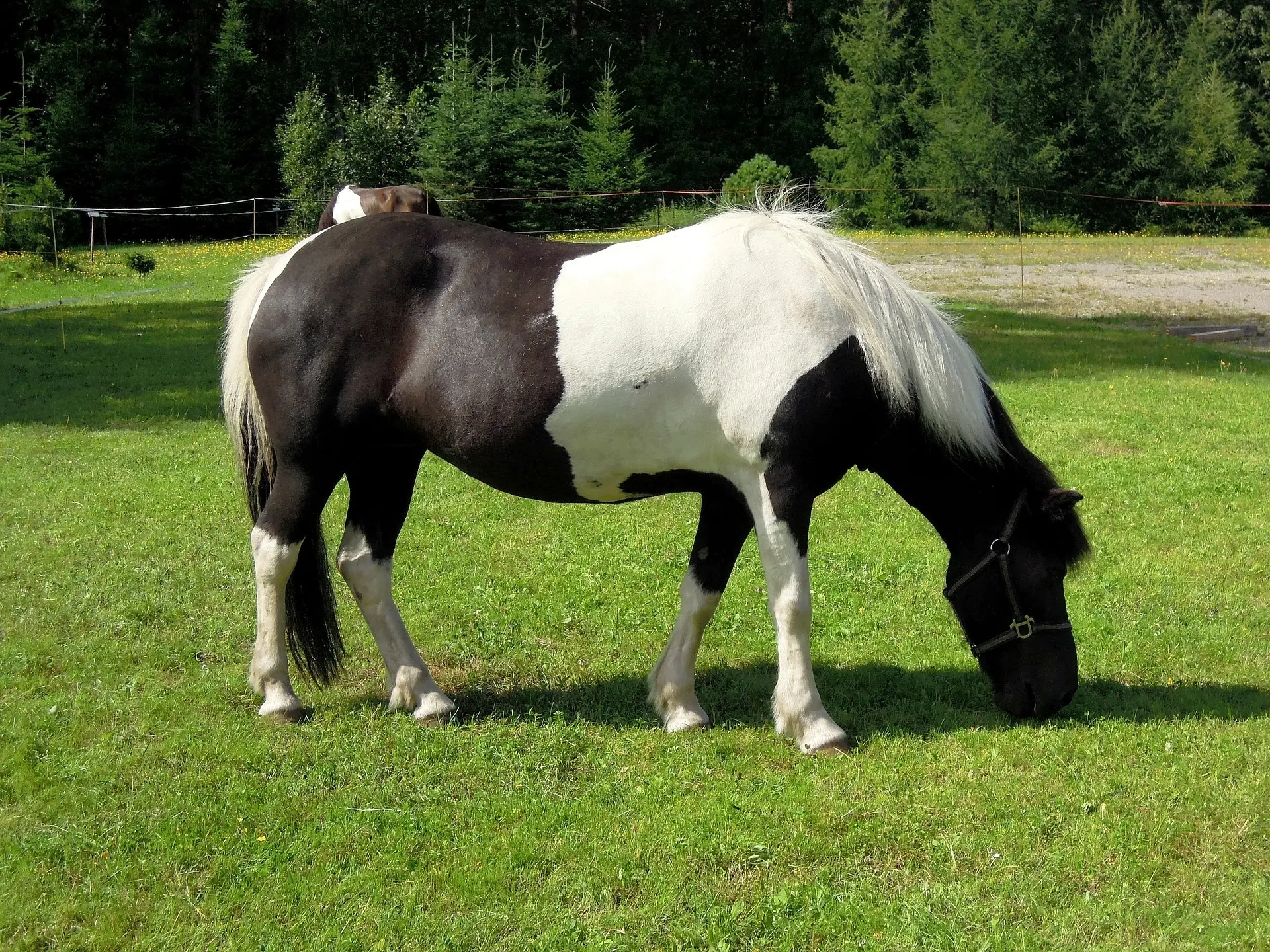 Tobiano pinto horse