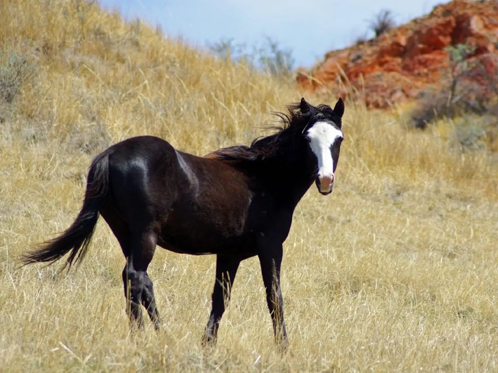 Piebald overo pinto horse