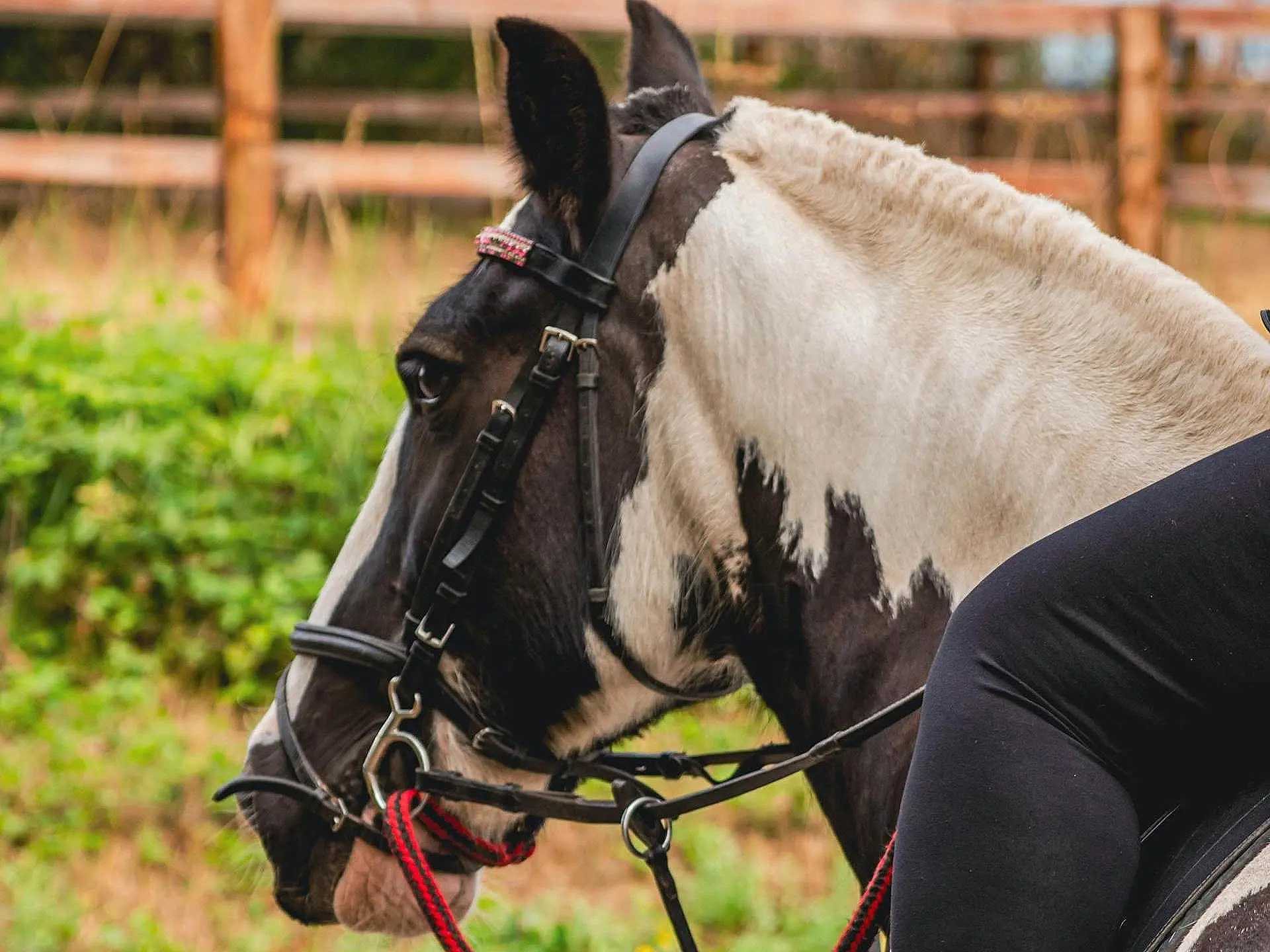 piebald pinto horse