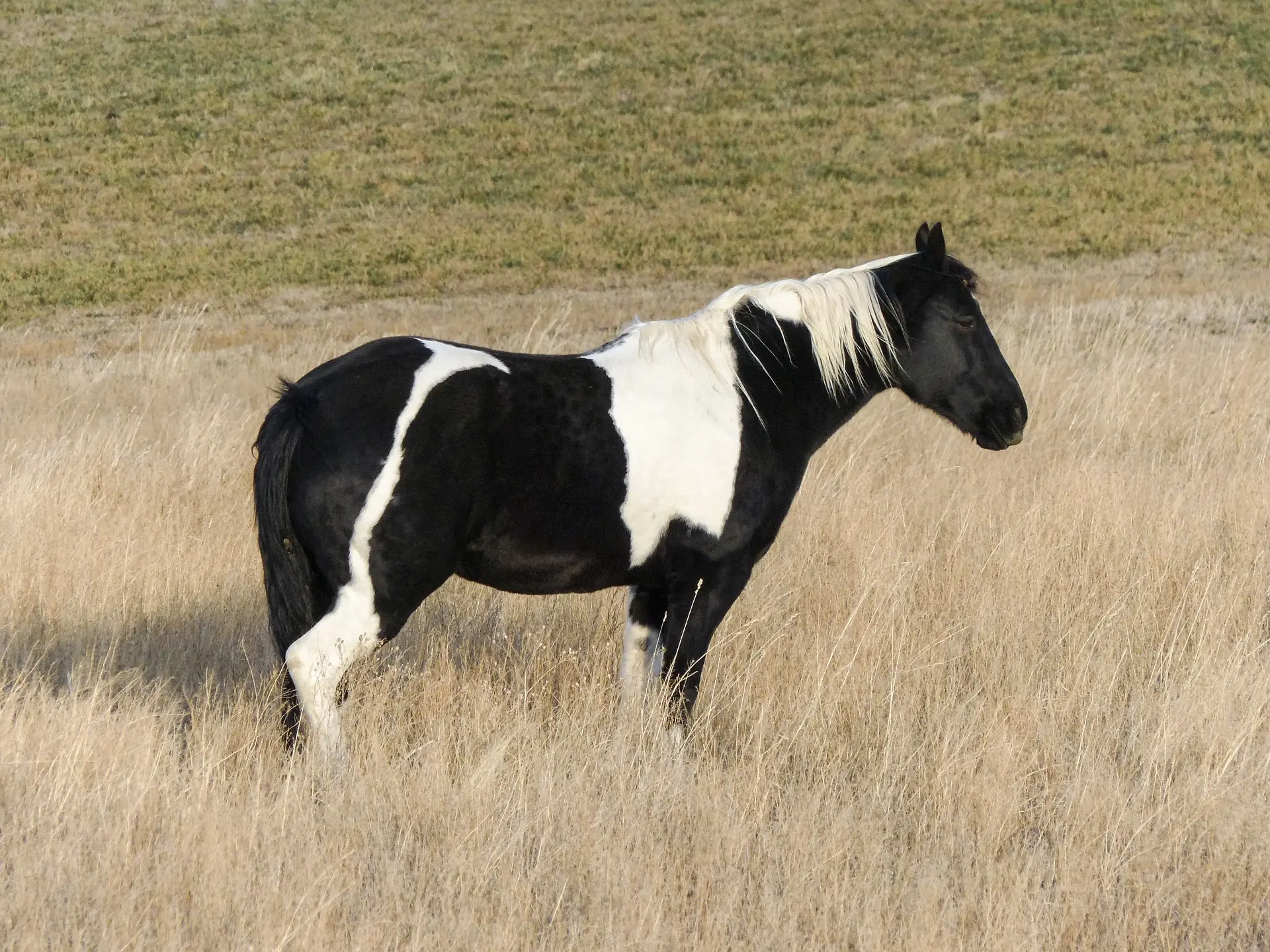 Tobiano pinto horse