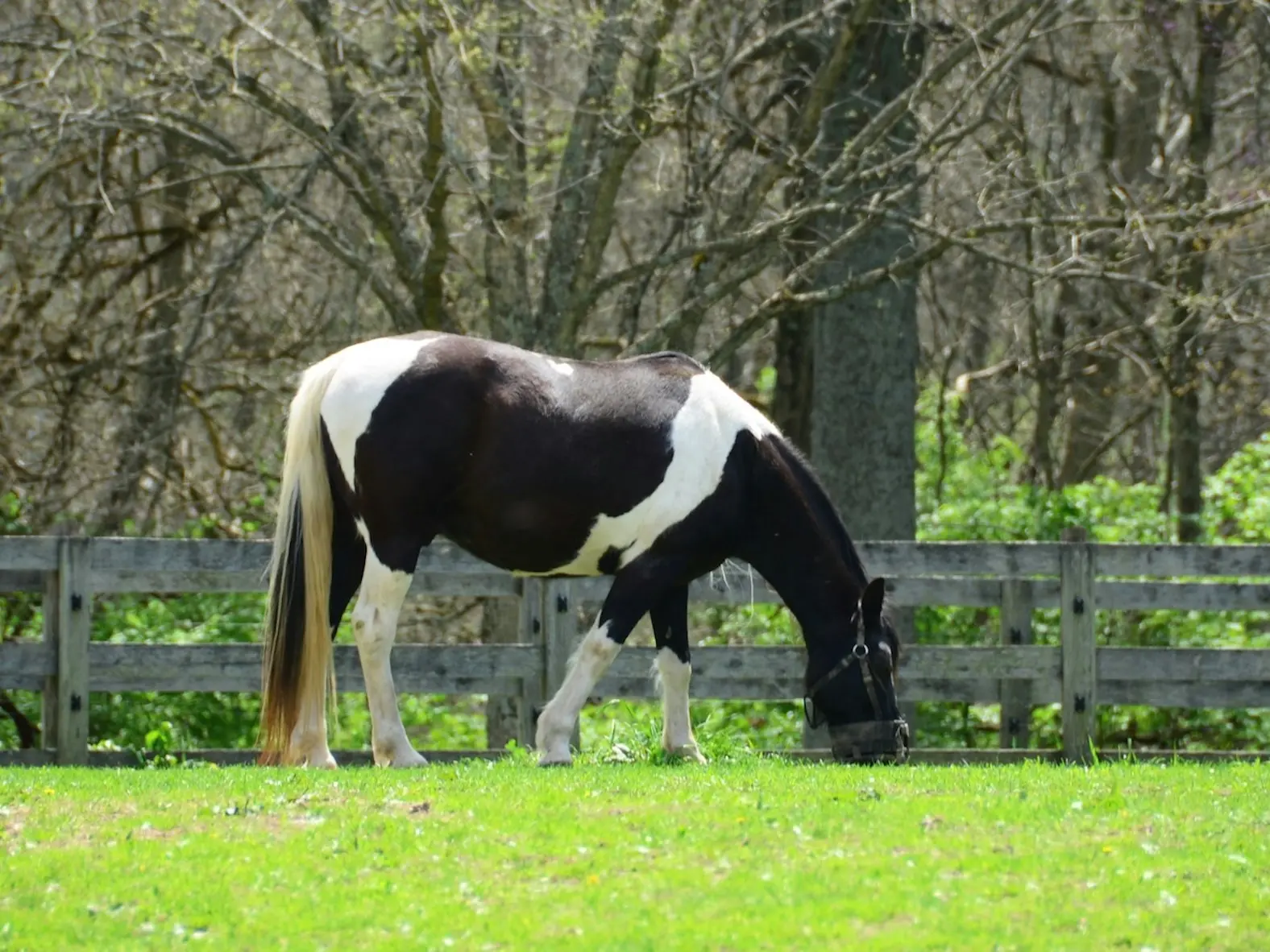 Tobiano pinto horse