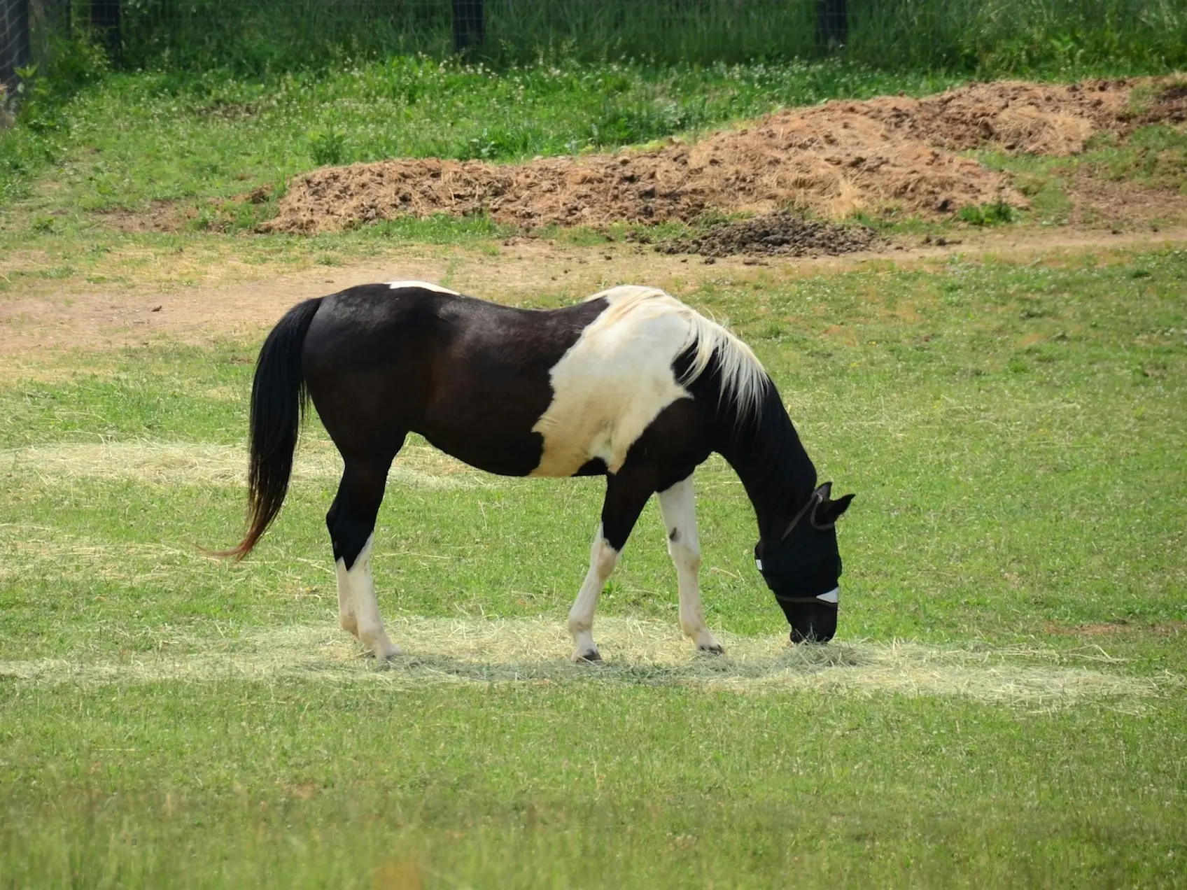 Tobiano pinto horse