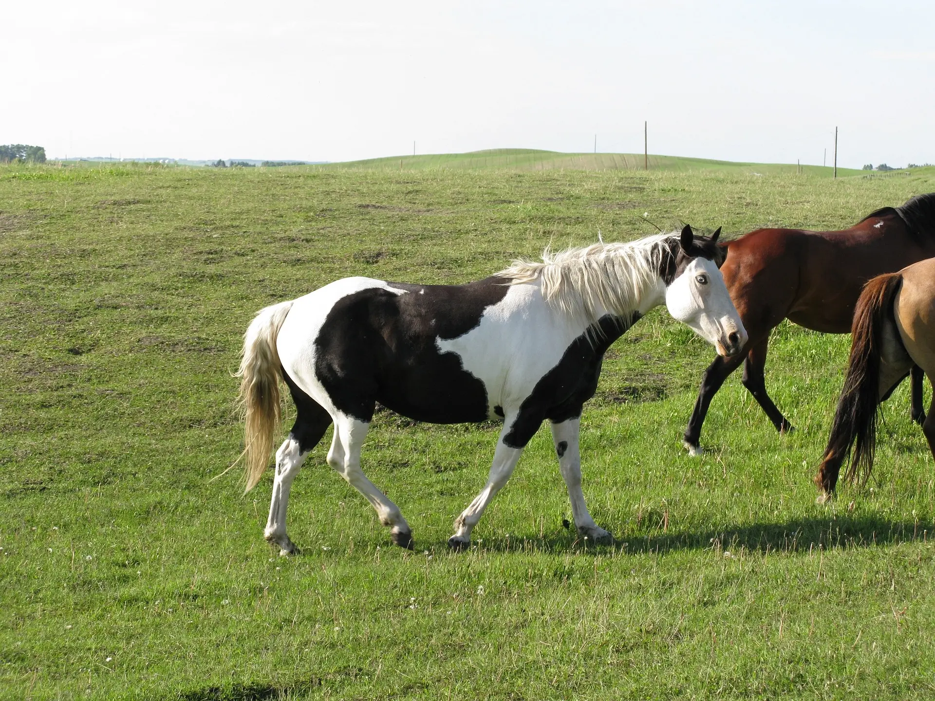 piebald pinto horse