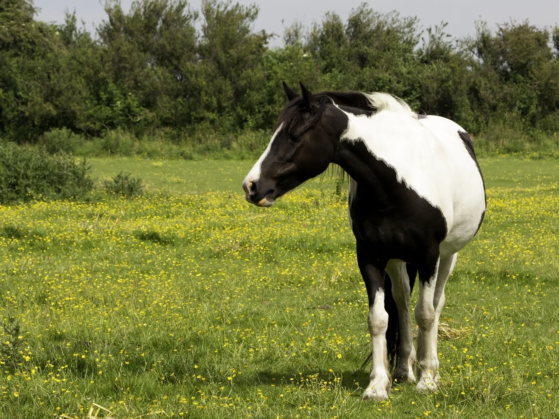 piebald pinto horse