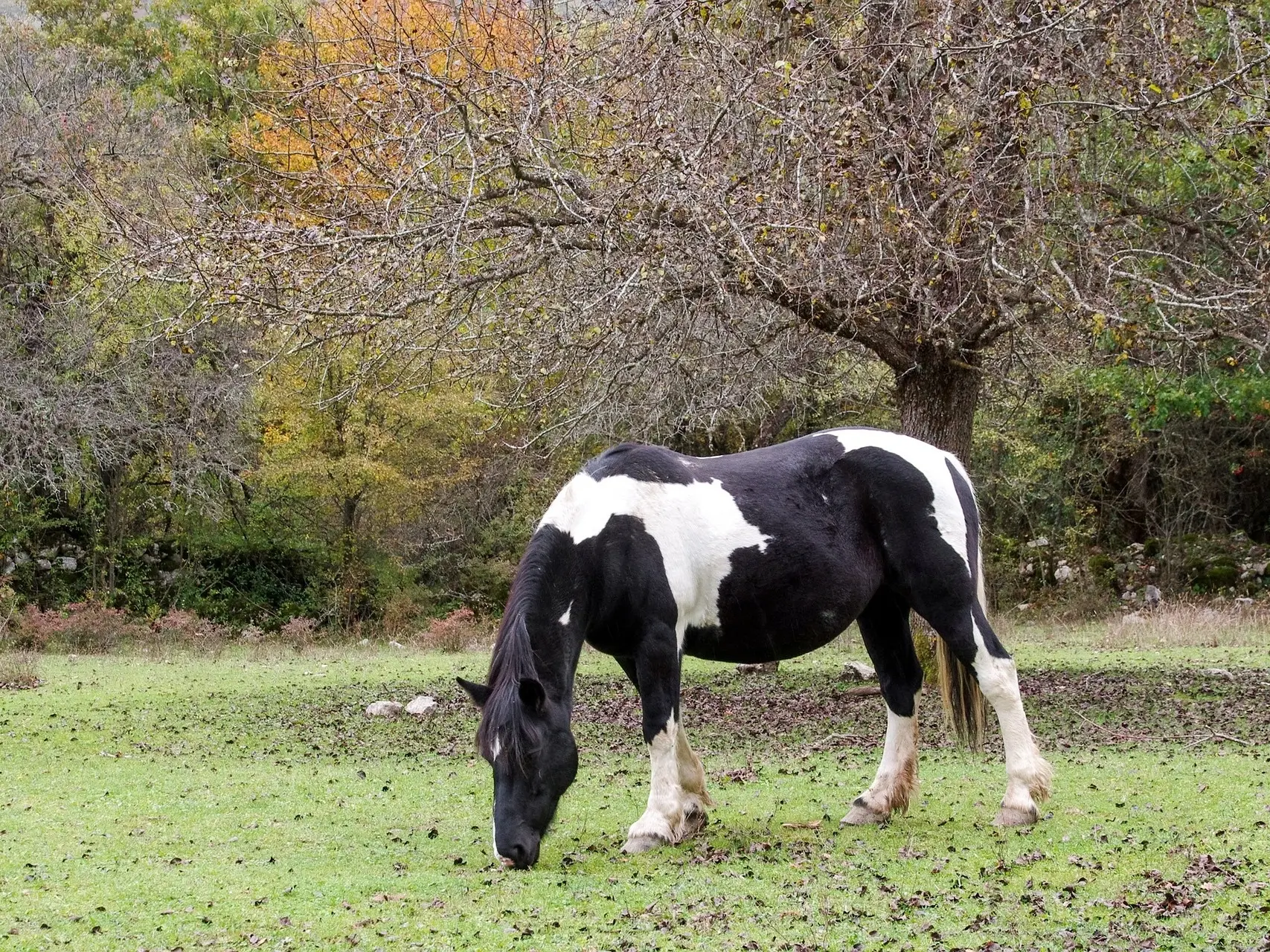 Tobiano pinto horse