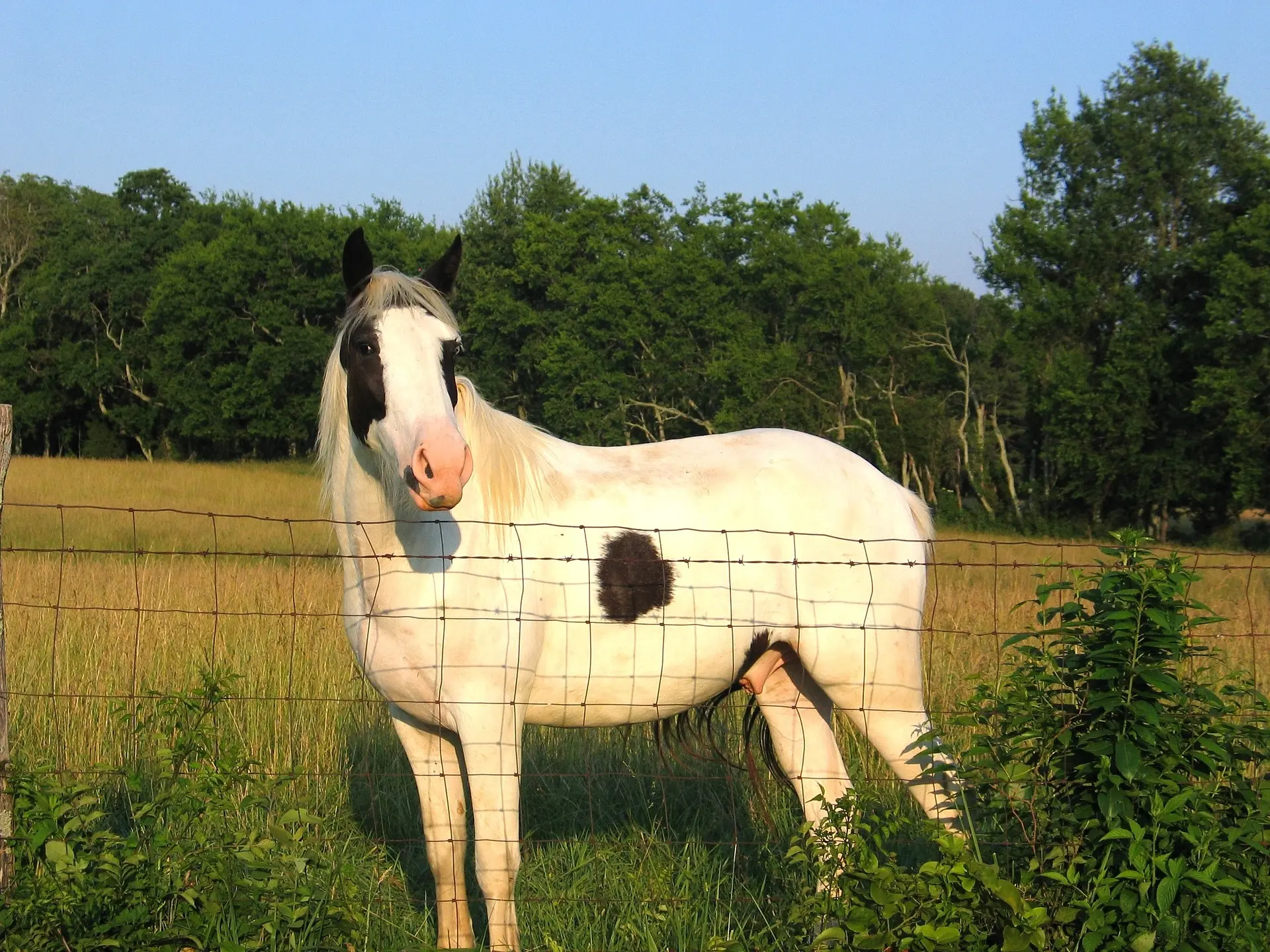 piebald pinto horse