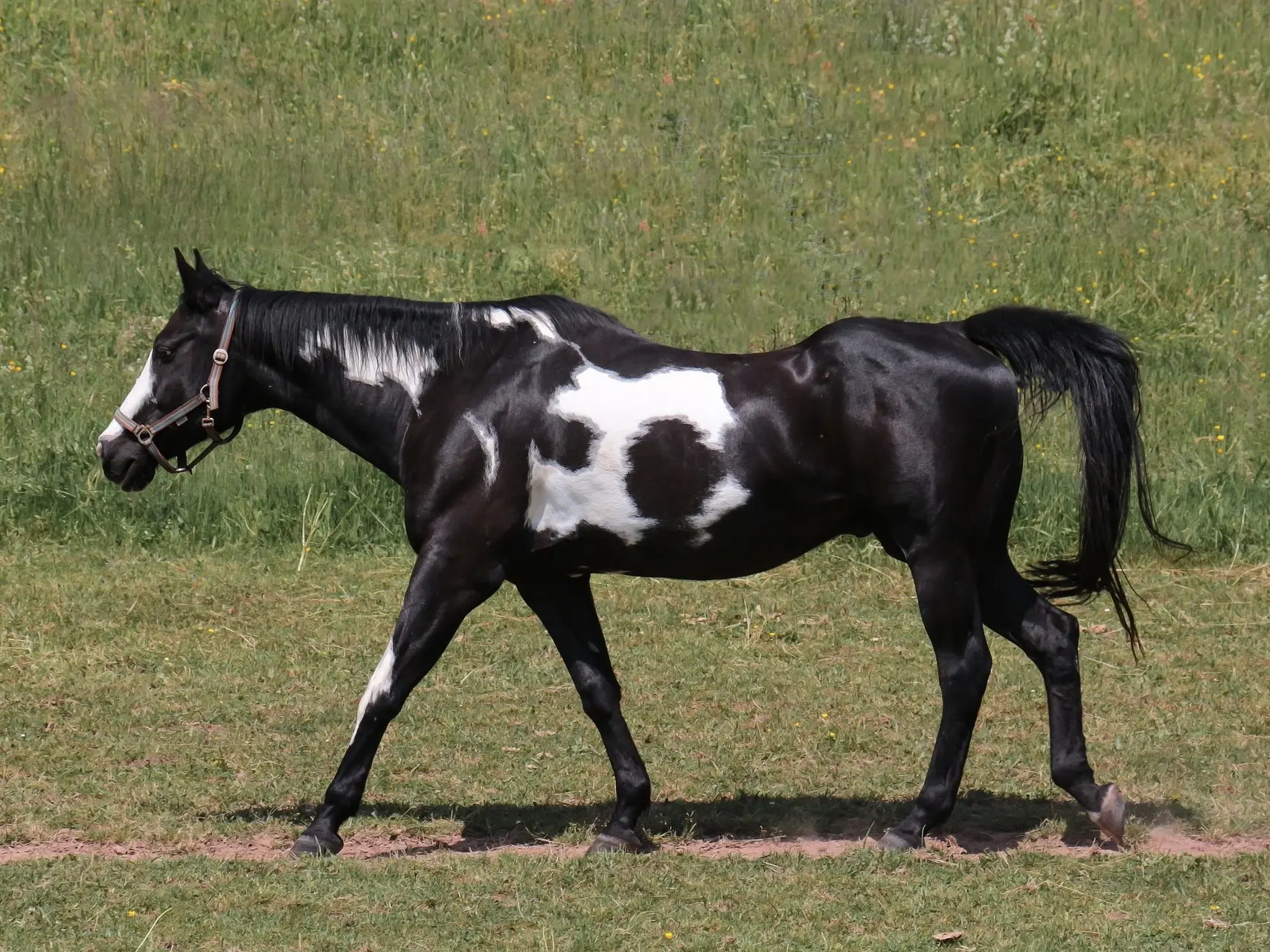 piebald pinto horse