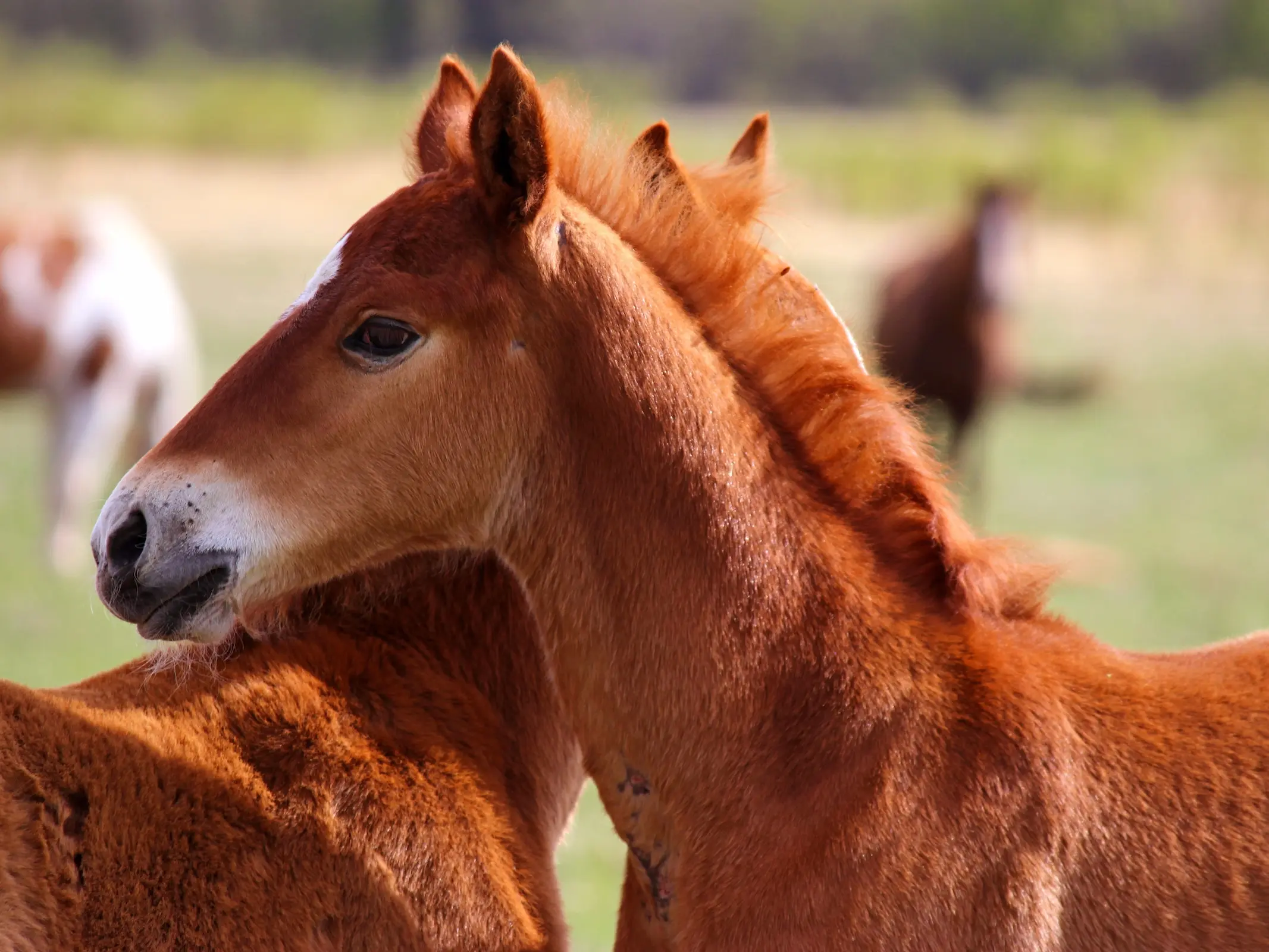 Stock horse image from Pikwizard