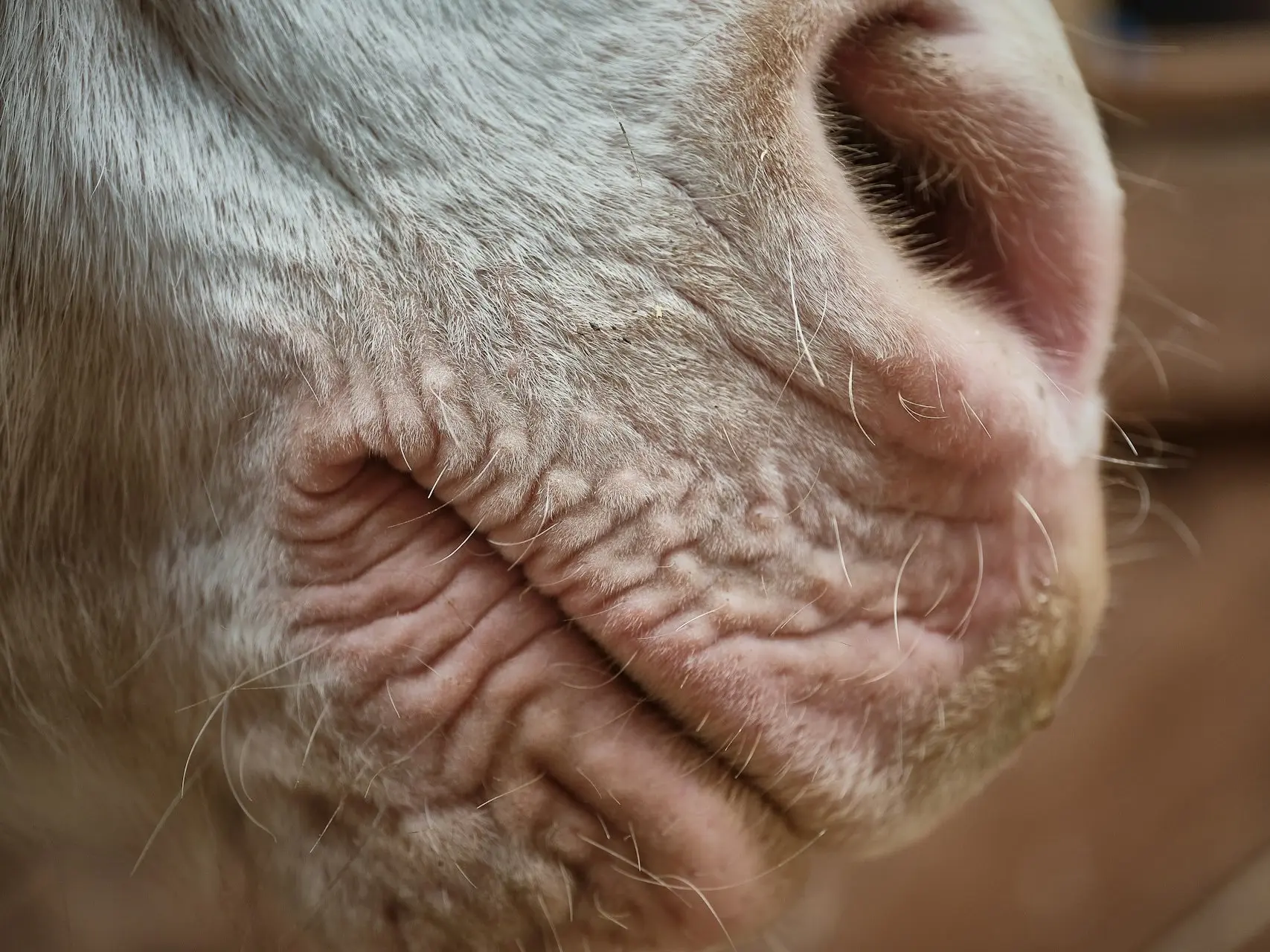 Horse with pink skin