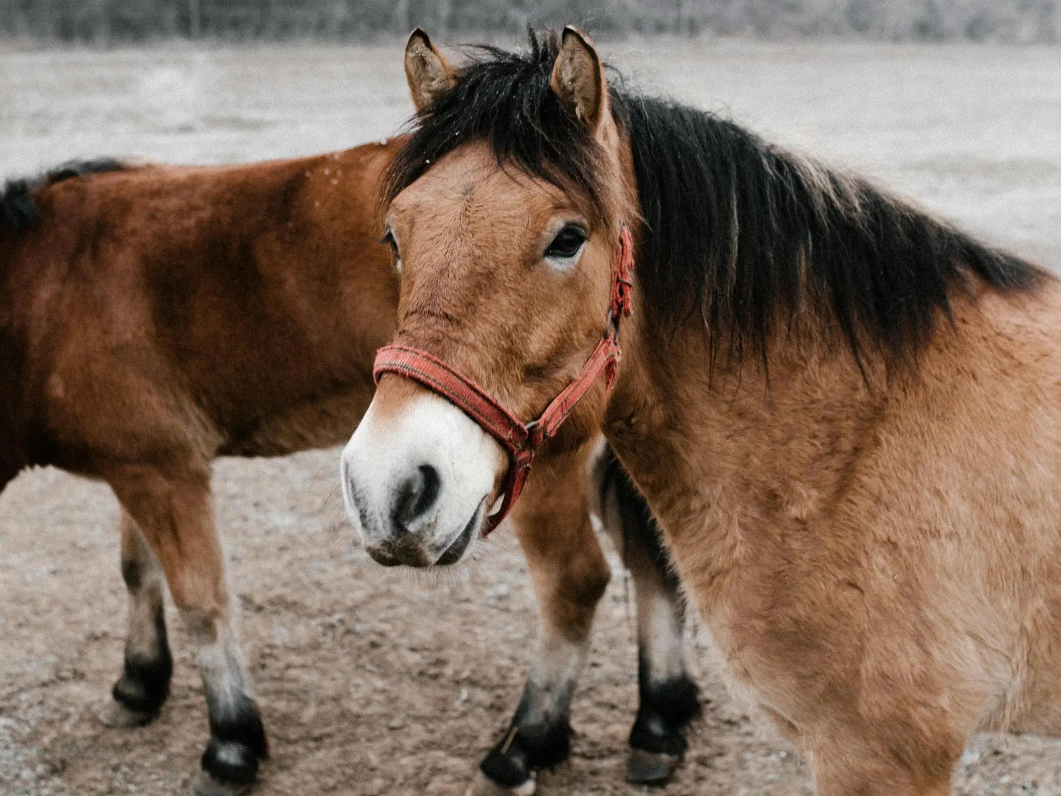 Pinkafeld Horse