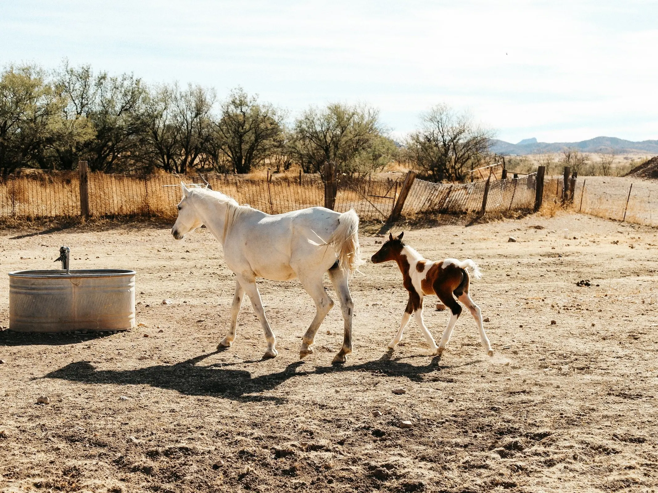 Pintabian Horse