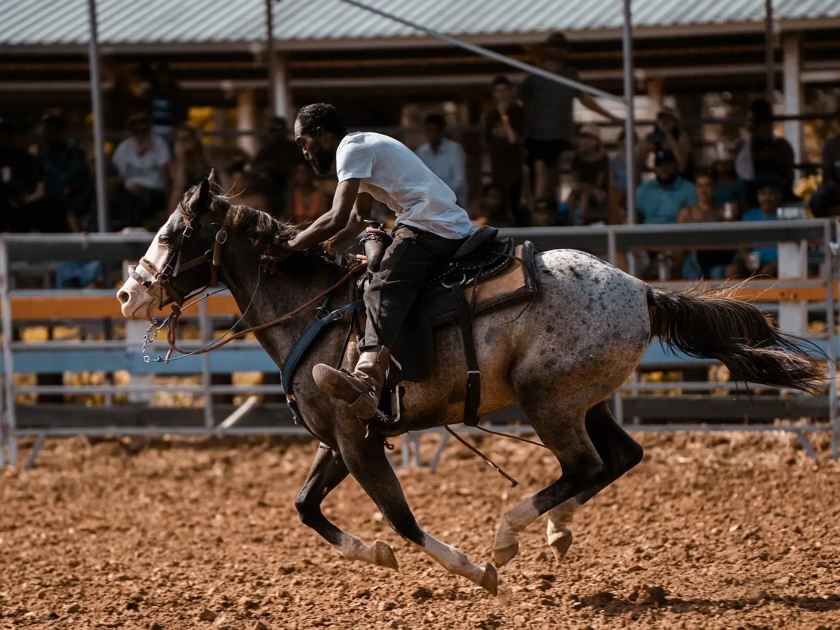 Pintaloosa horse