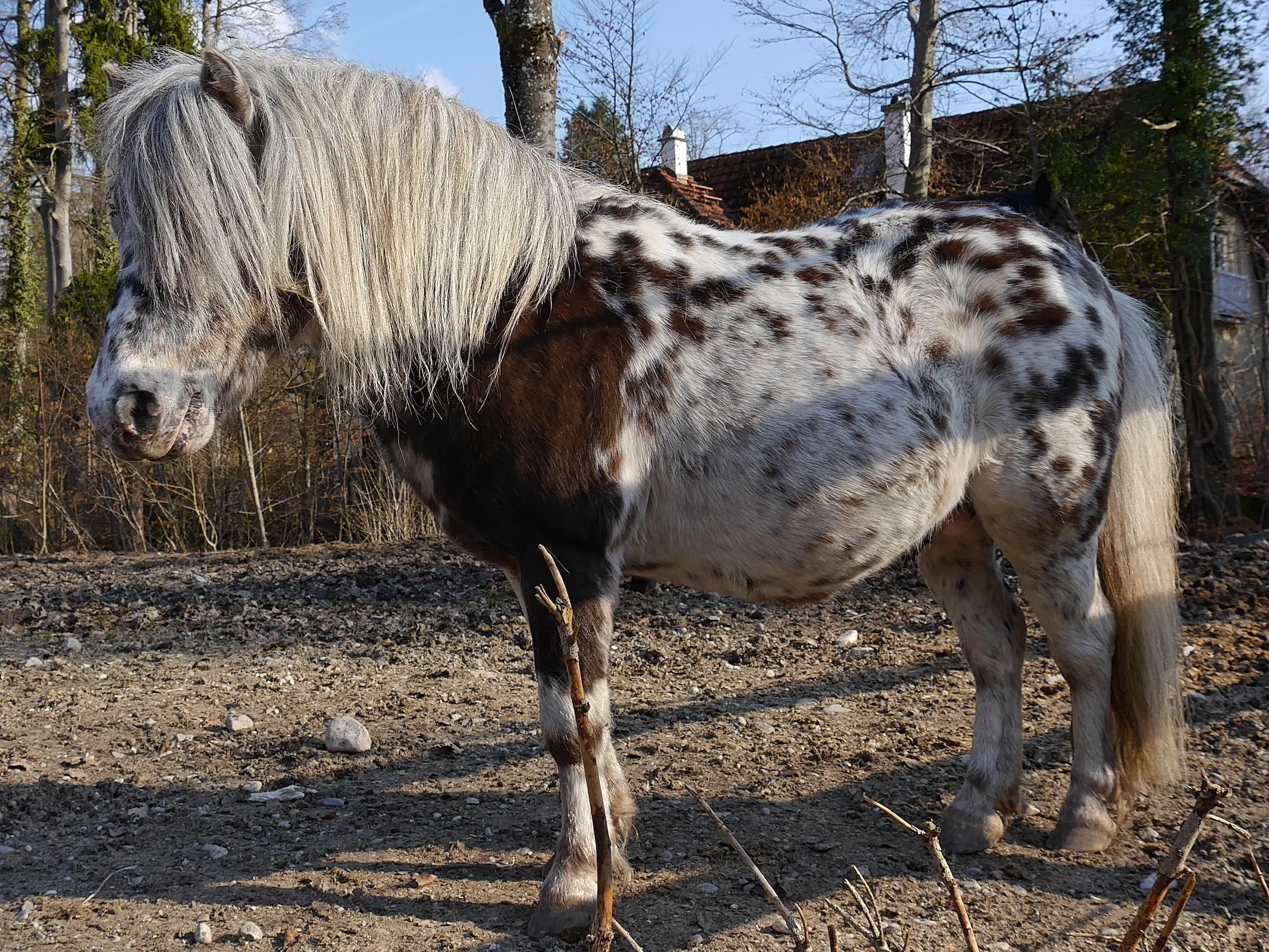 Near-Leopard Appaloosa horse