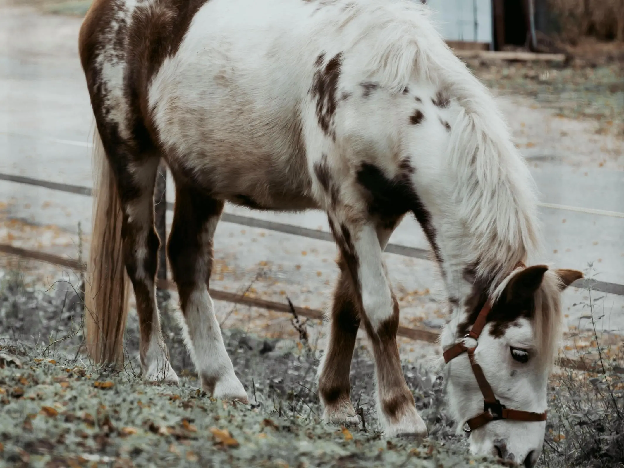 Horse with colored sock markings