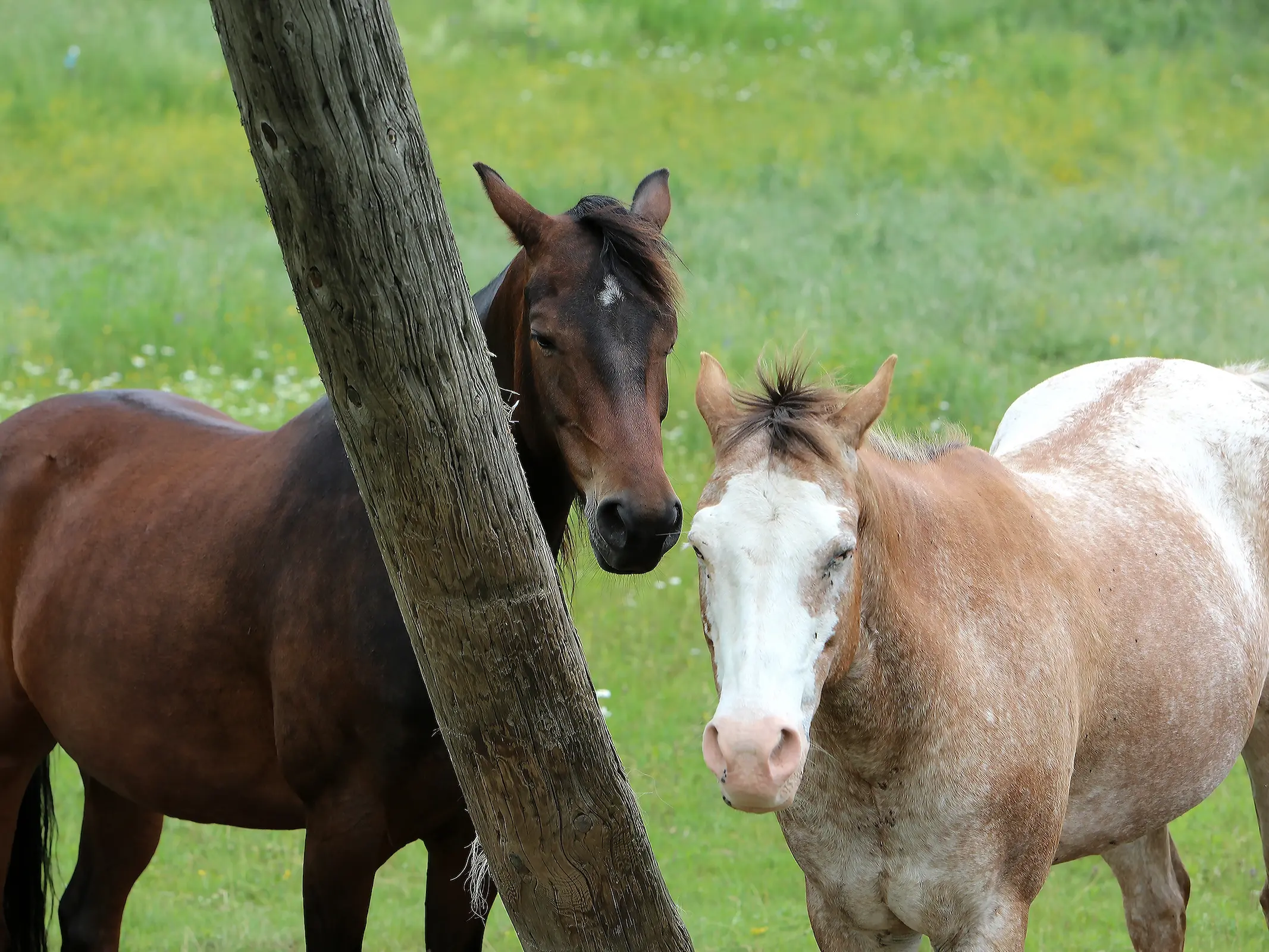 Pintaloosa horse