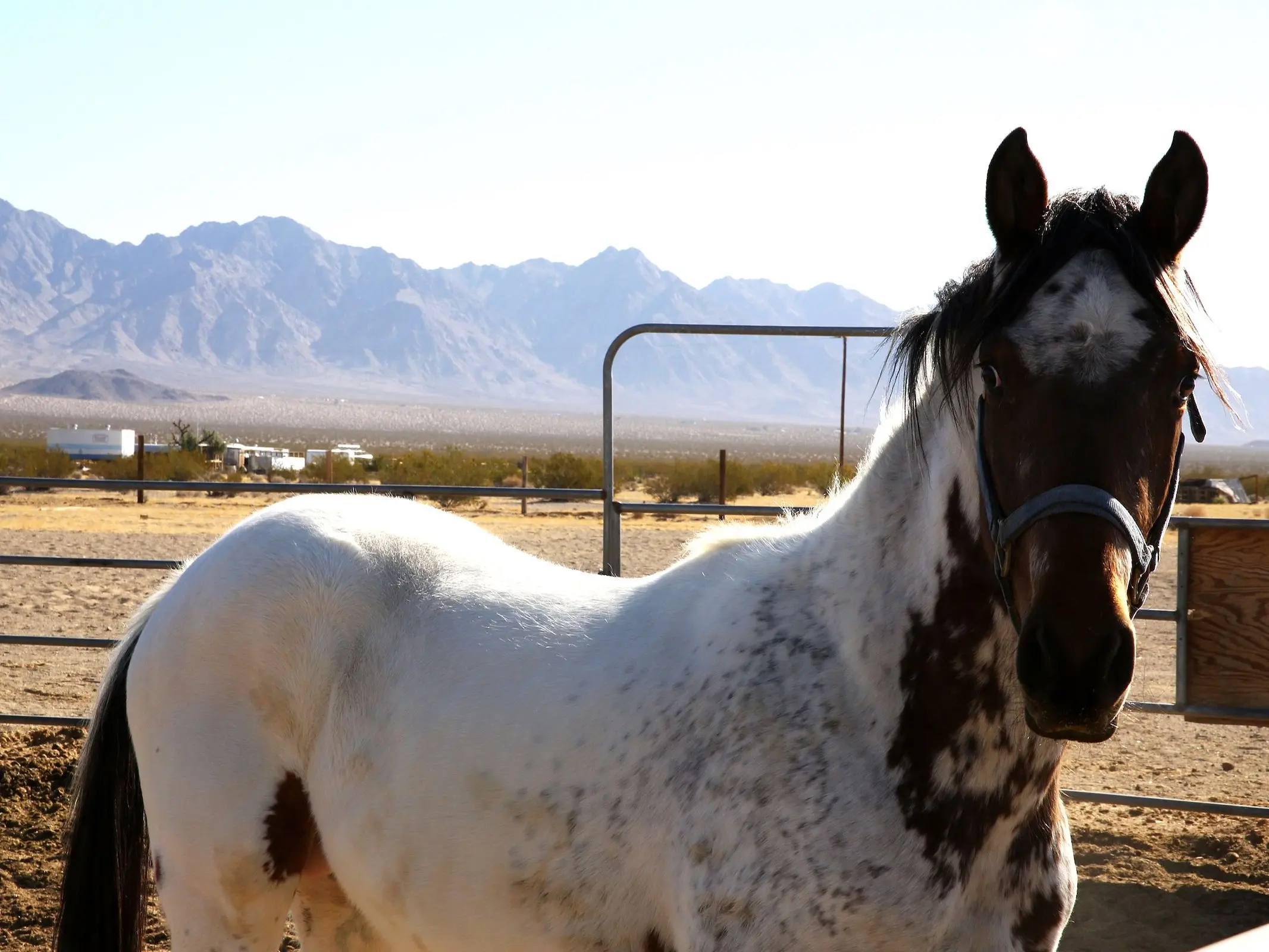 Sabino pinto horse